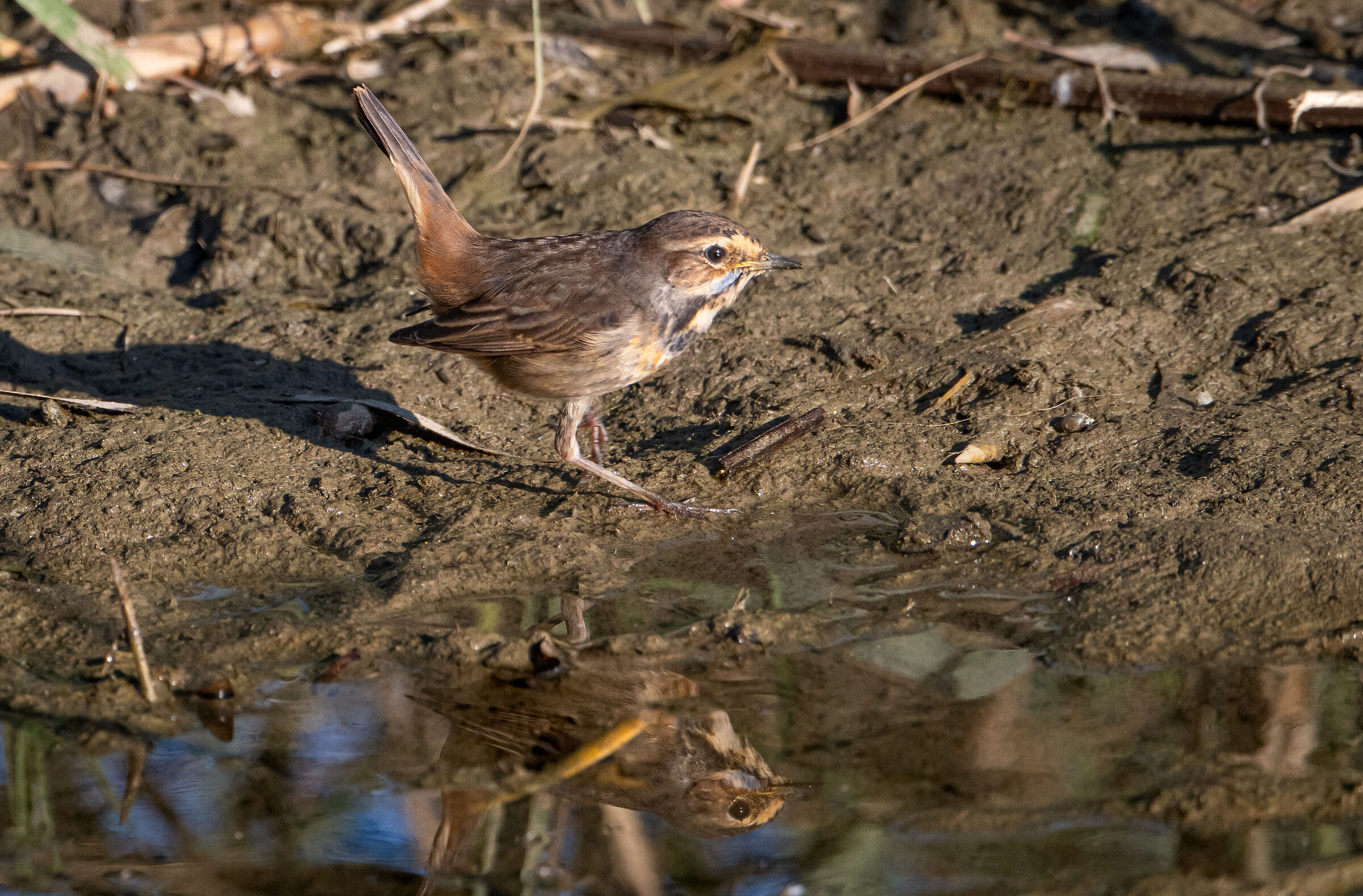 Blue chest Imperia urban park 11/11/24