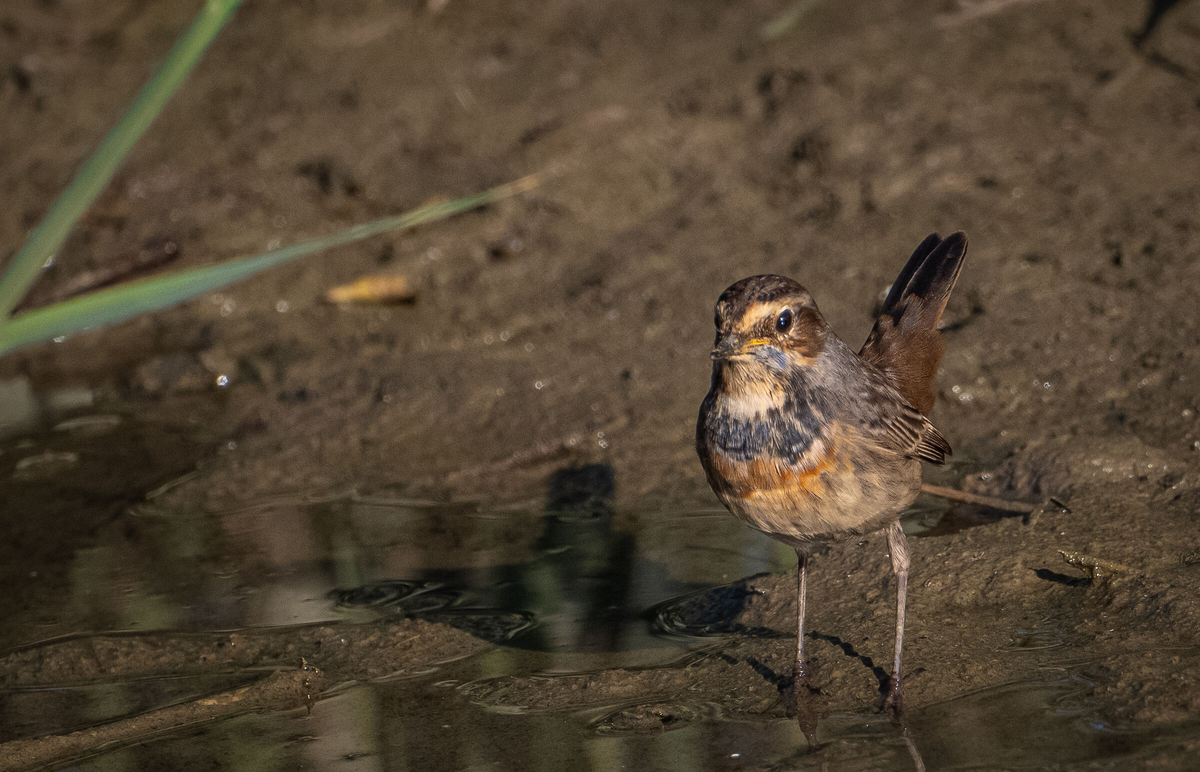 Blue chest Imperia urban park 11/11/24