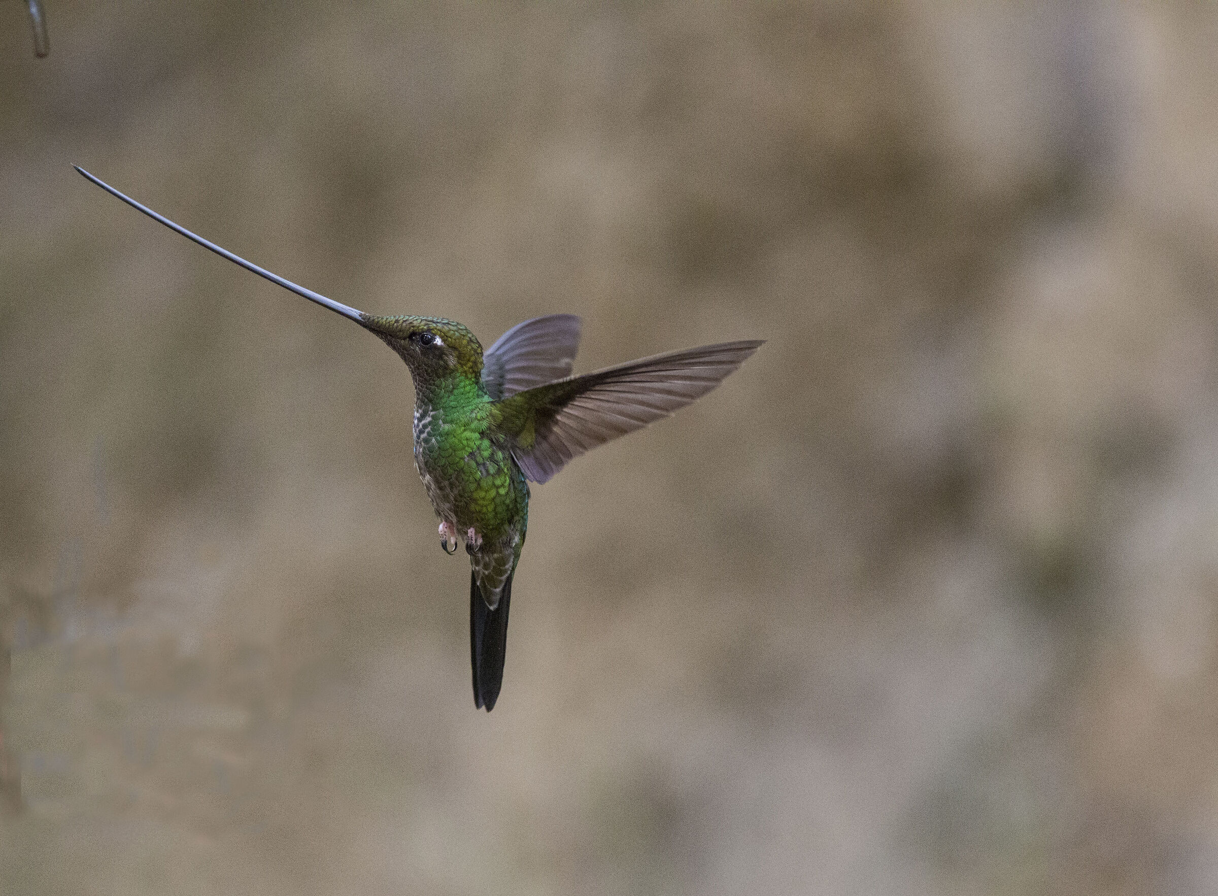 Sword-billed Hummingbird - Ensifera ensifera Ecuador