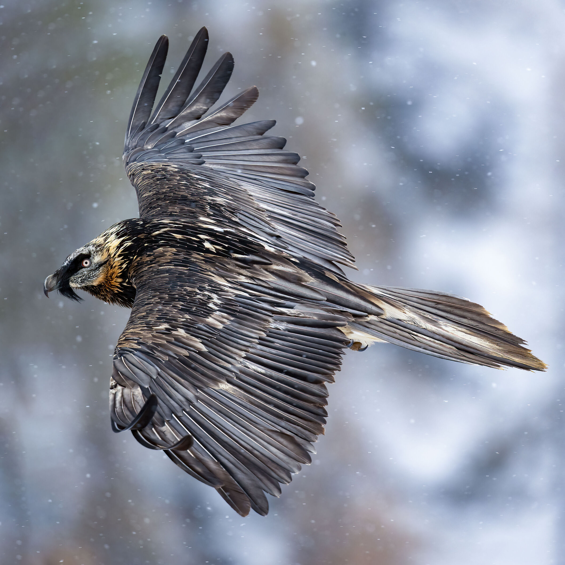 Gypaetus barbatus - Gran Paradiso National Park