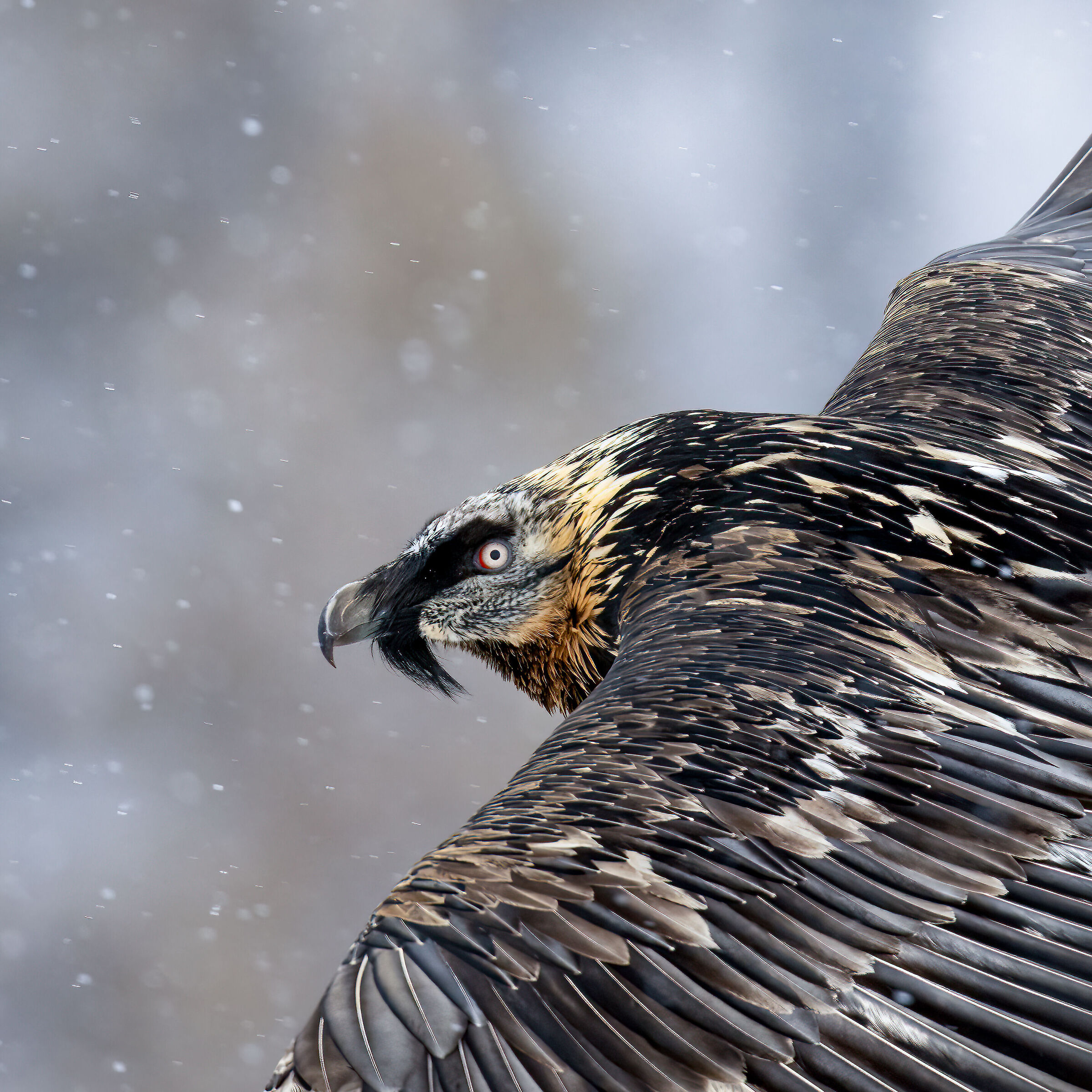 Gypaetus barbatus - Gran Paradiso National Park