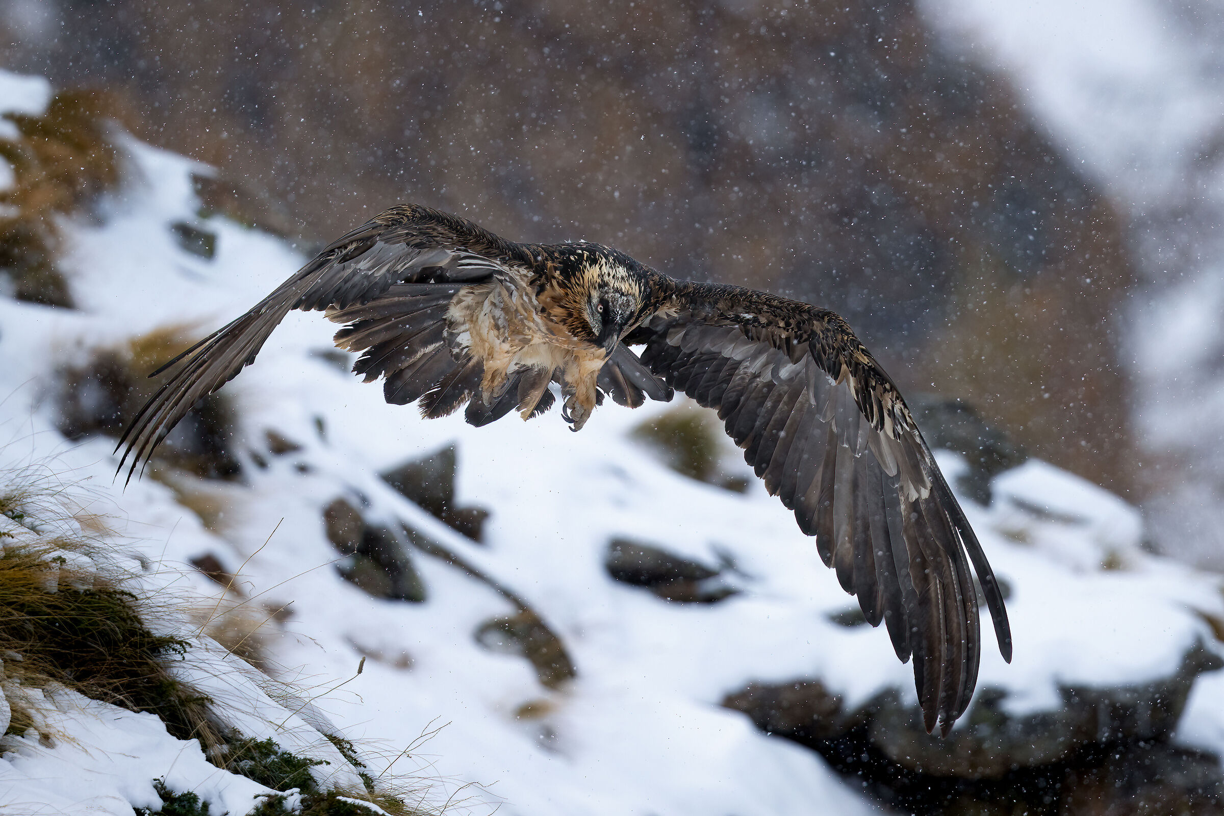 Gypaetus barbatus - Gran Paradiso National Park