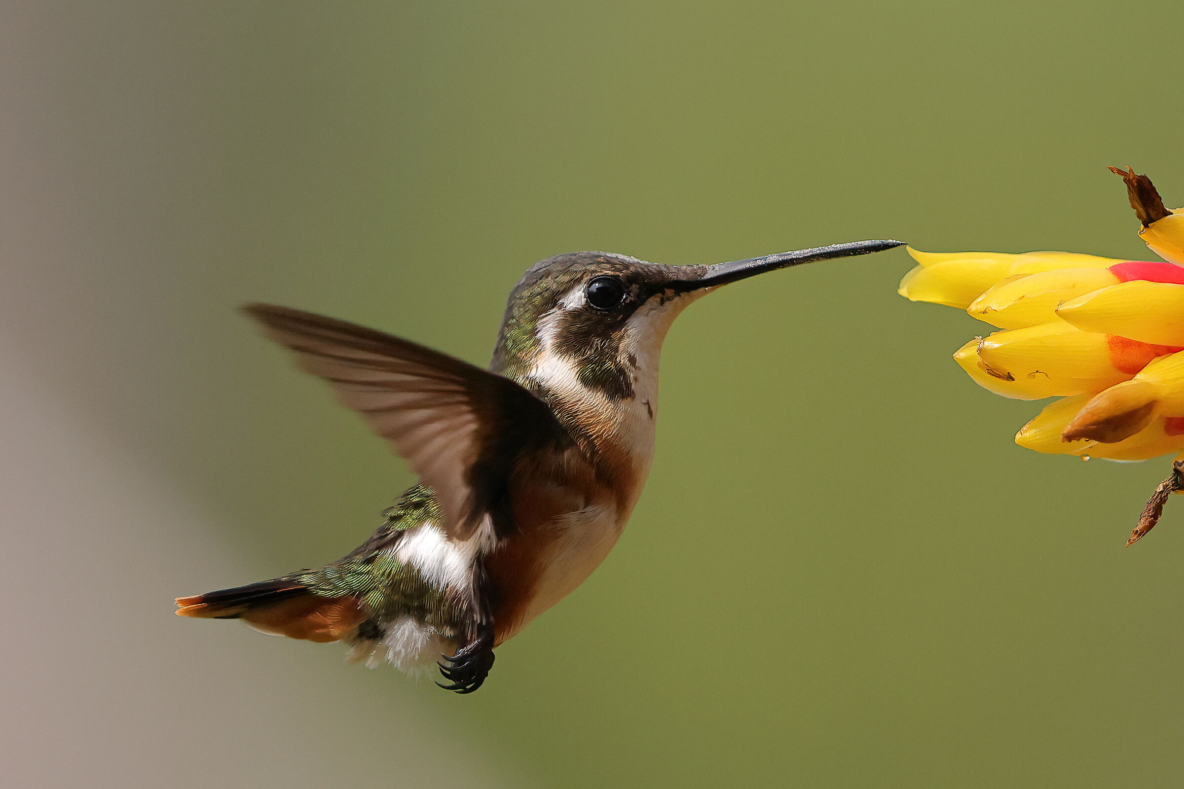 Silvistella panciabianca