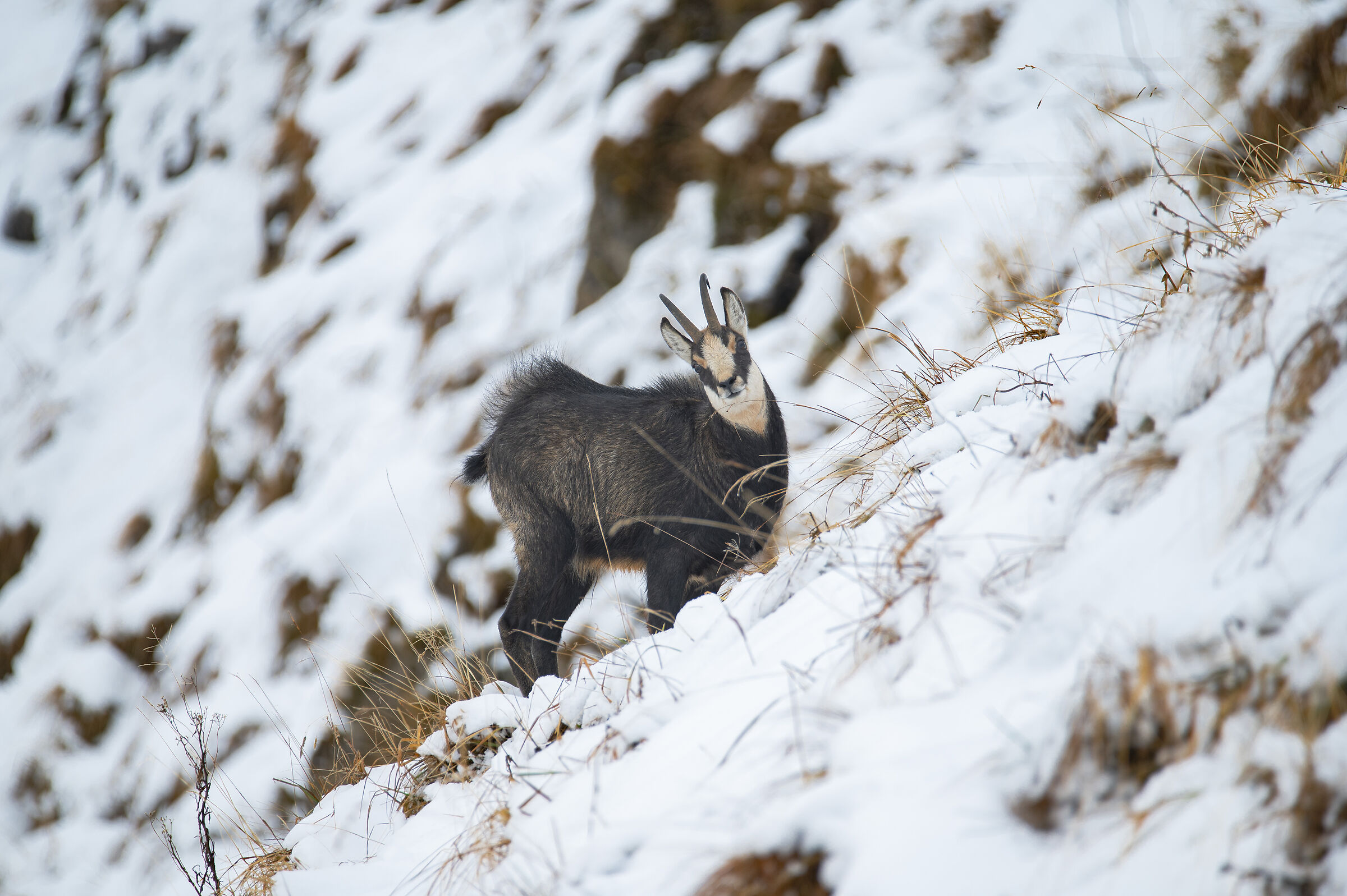 Chamois