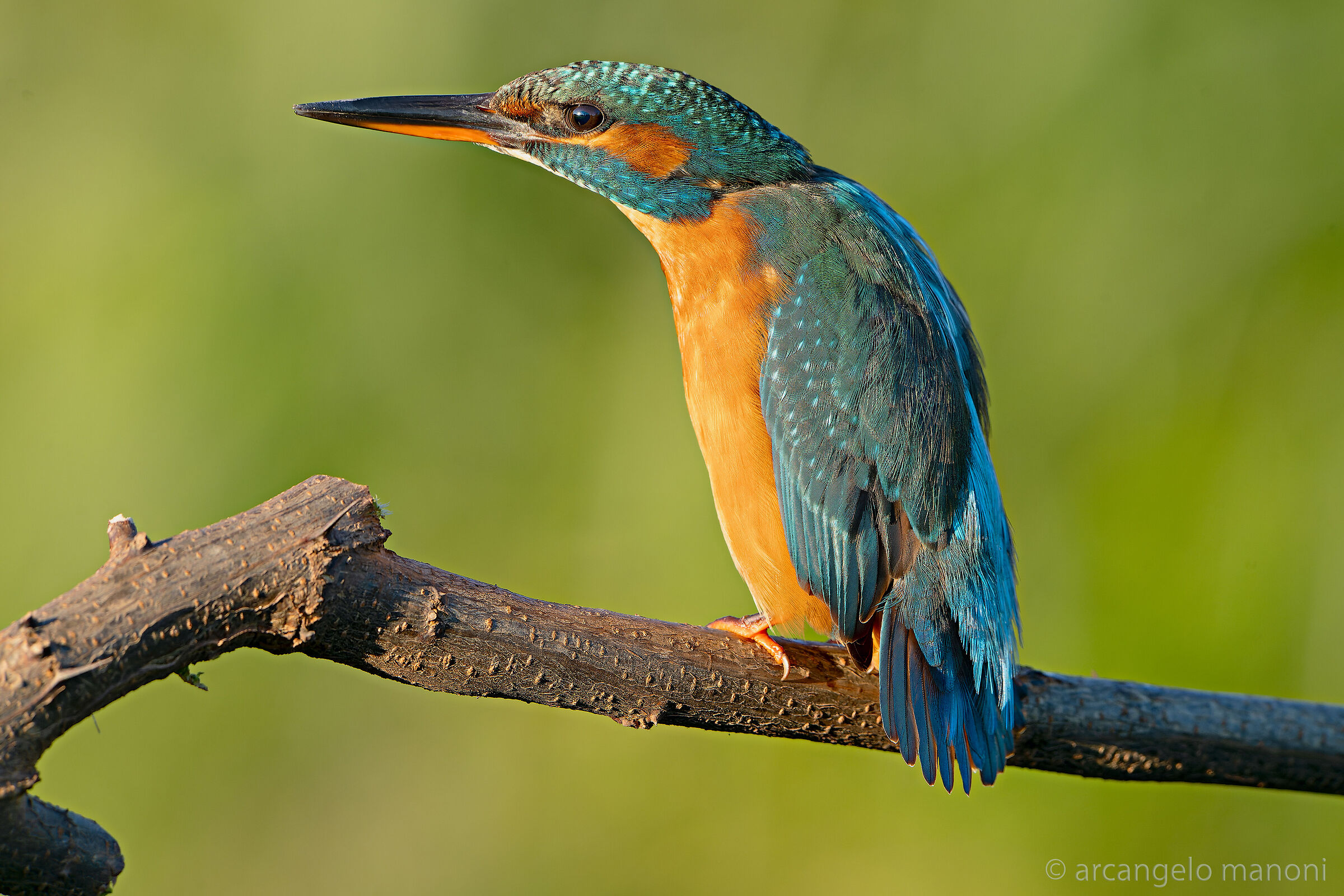 La martina di novembre 2024