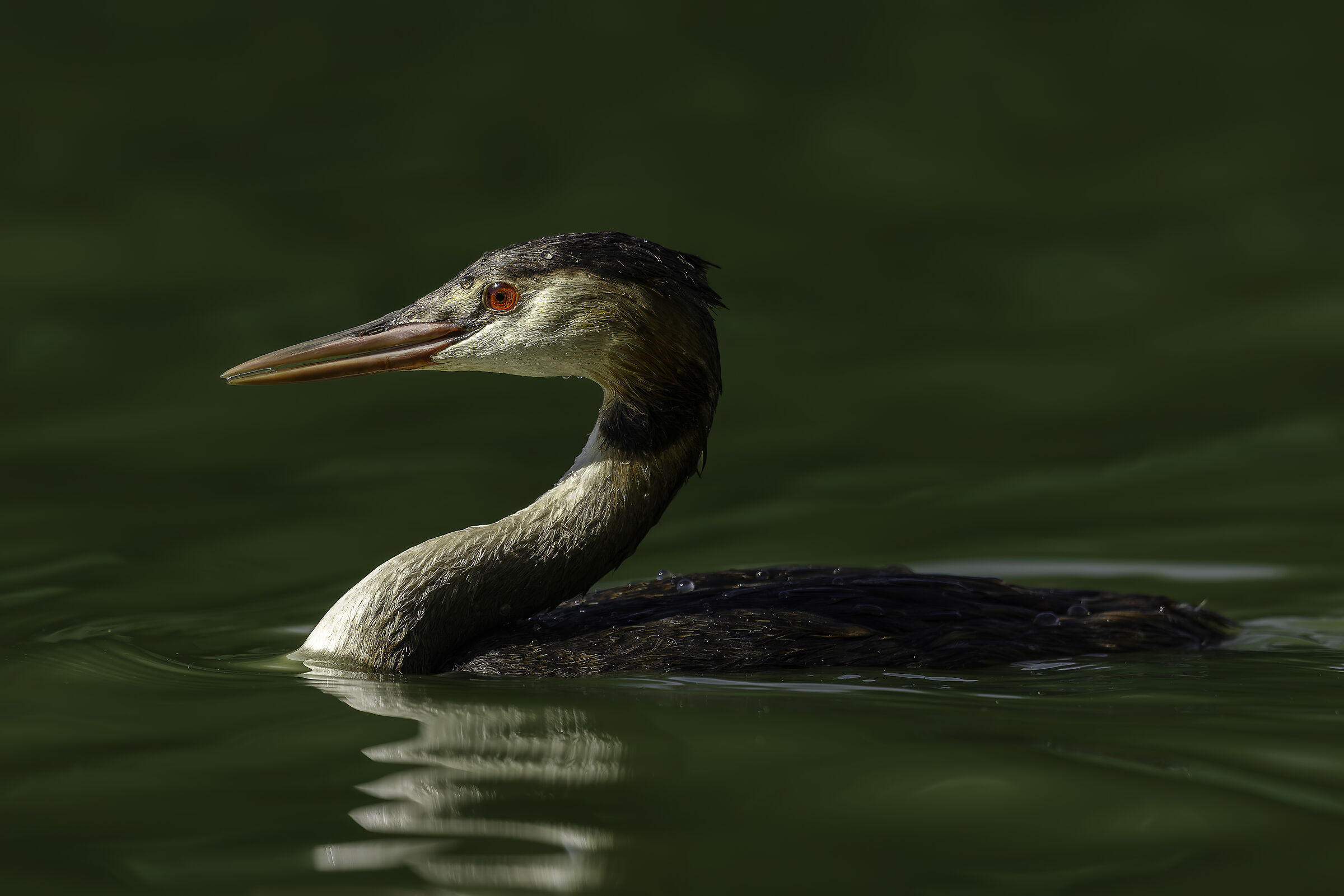Grebe