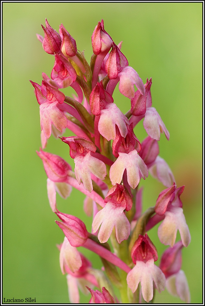 Anacamptis xsimorrensis