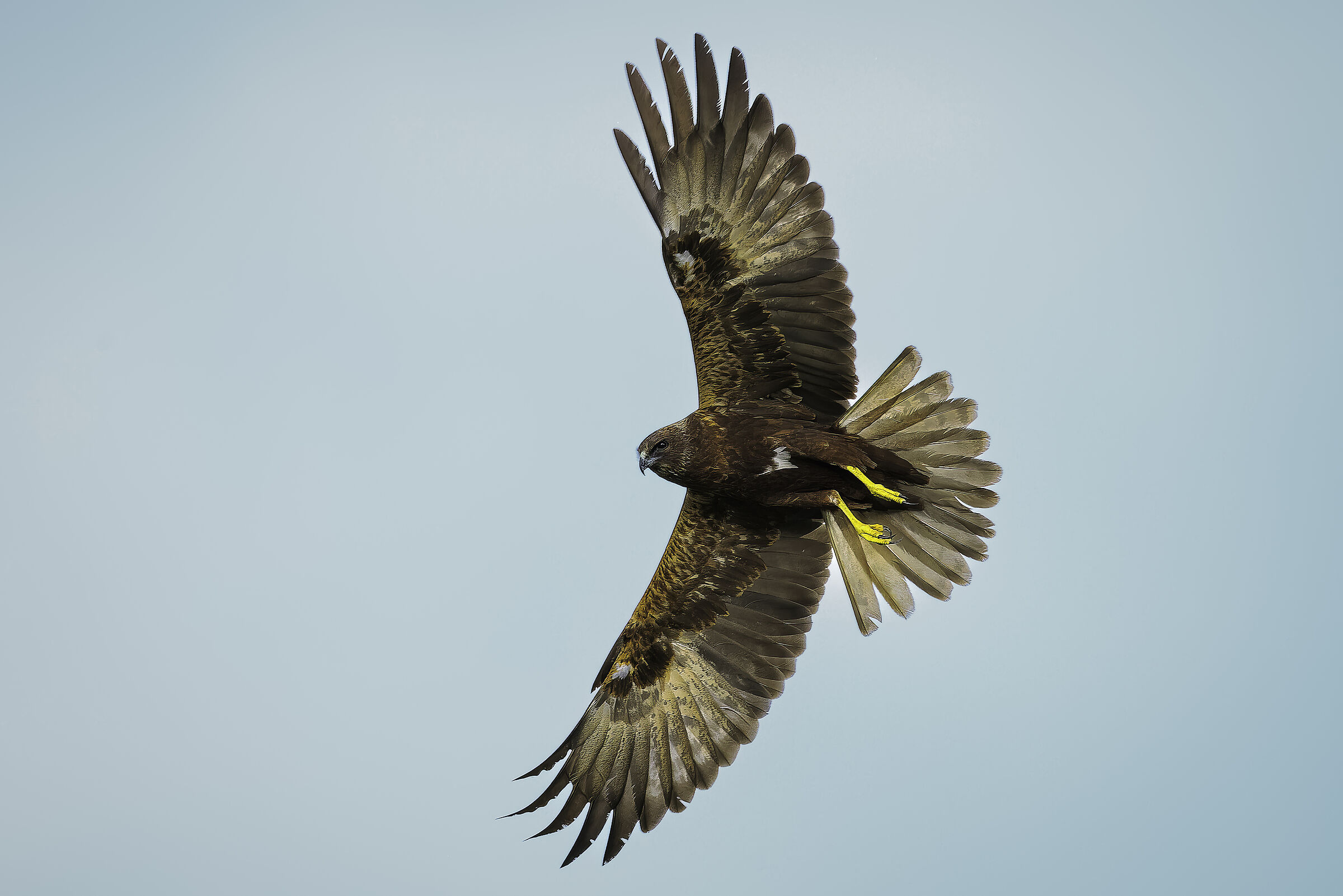 Marsh Harrier