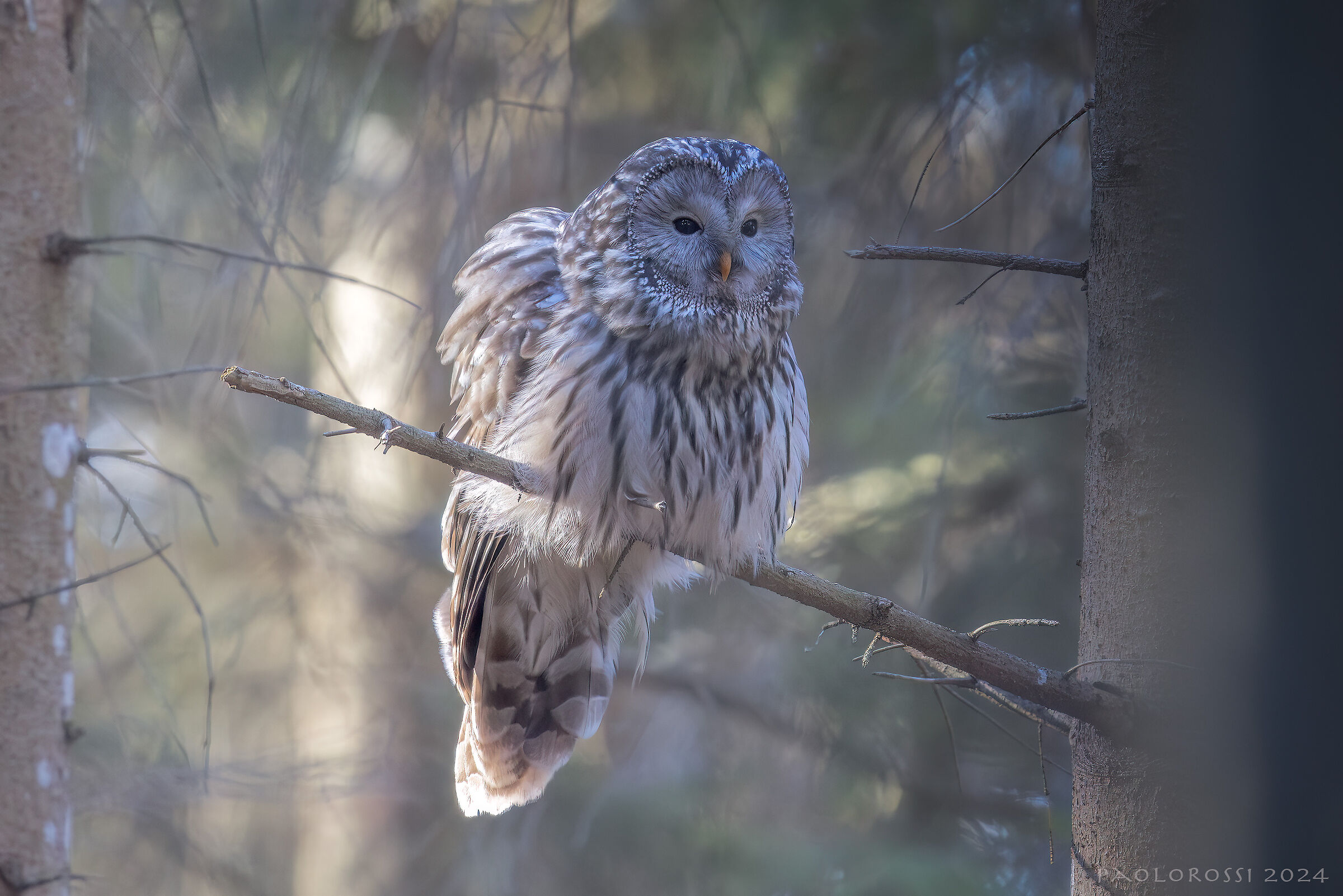 Ural Owl...