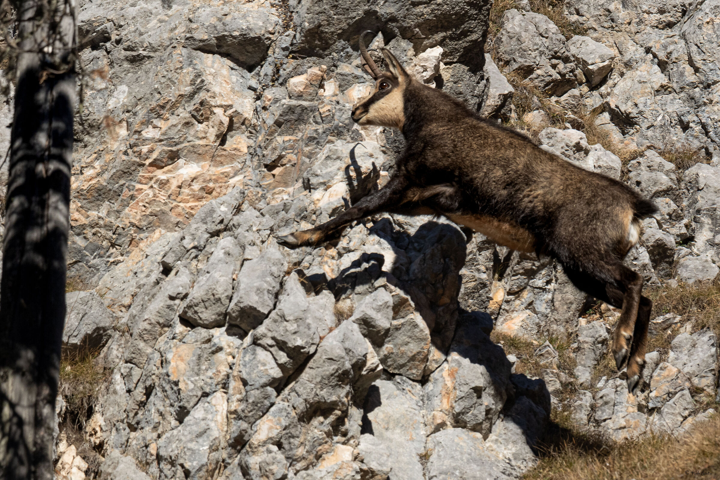 The leap of the Alpine Chamois