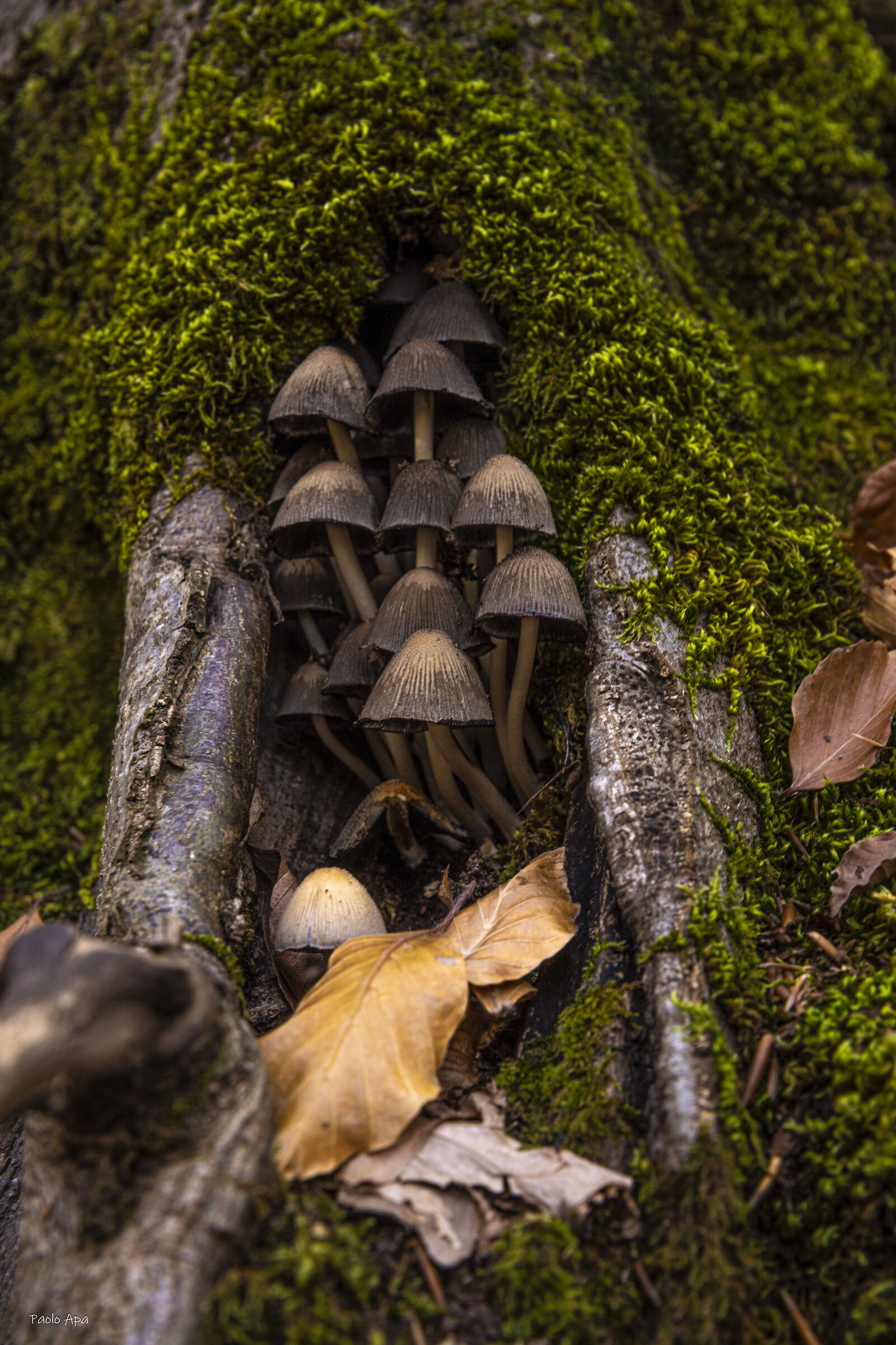 All fairy tales take place in the woods (cit.)