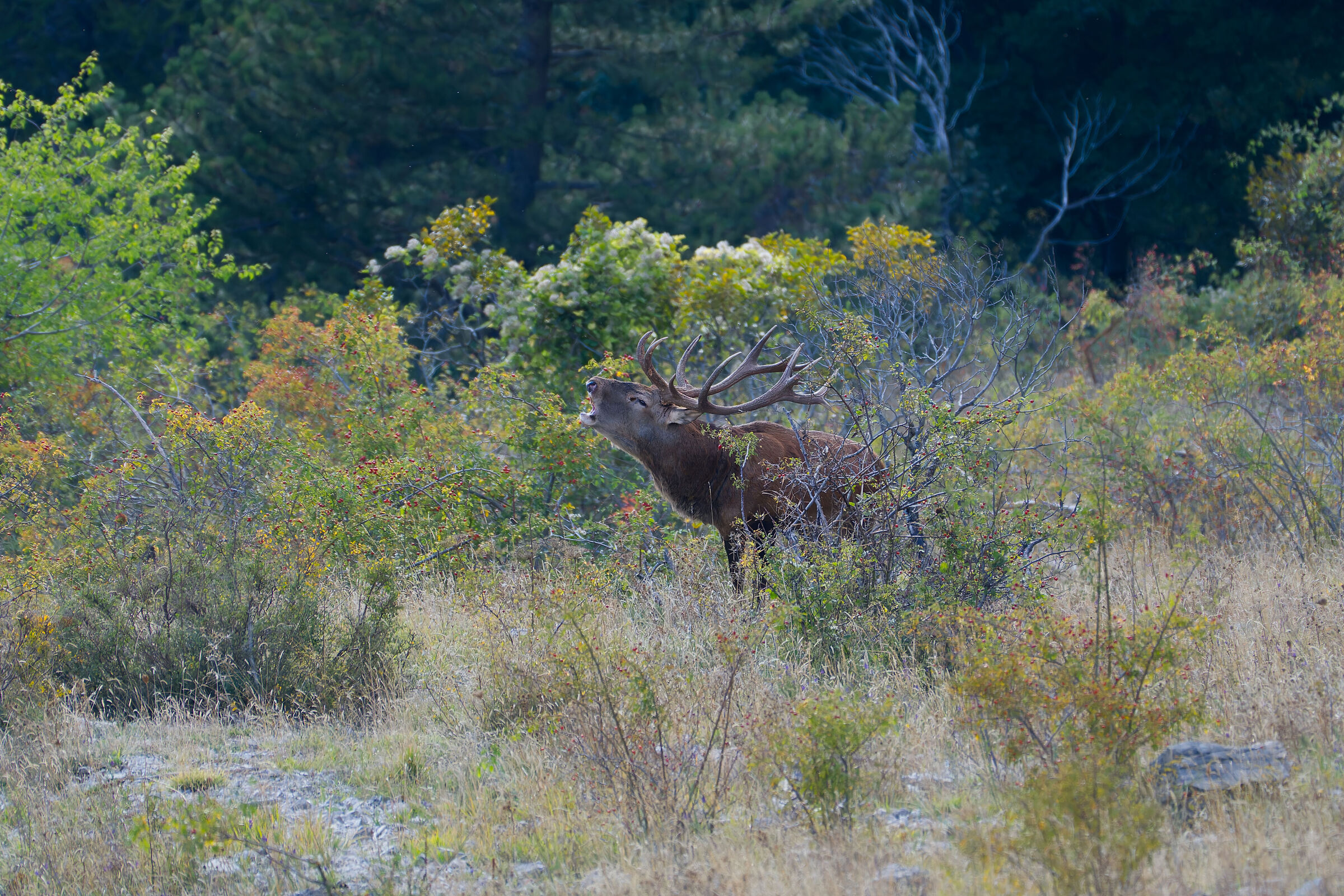 Bramito sui Sibillini