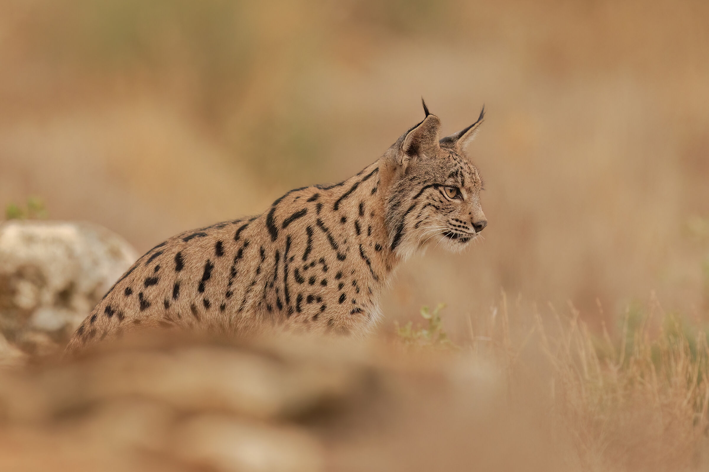Young Spardina Lynx