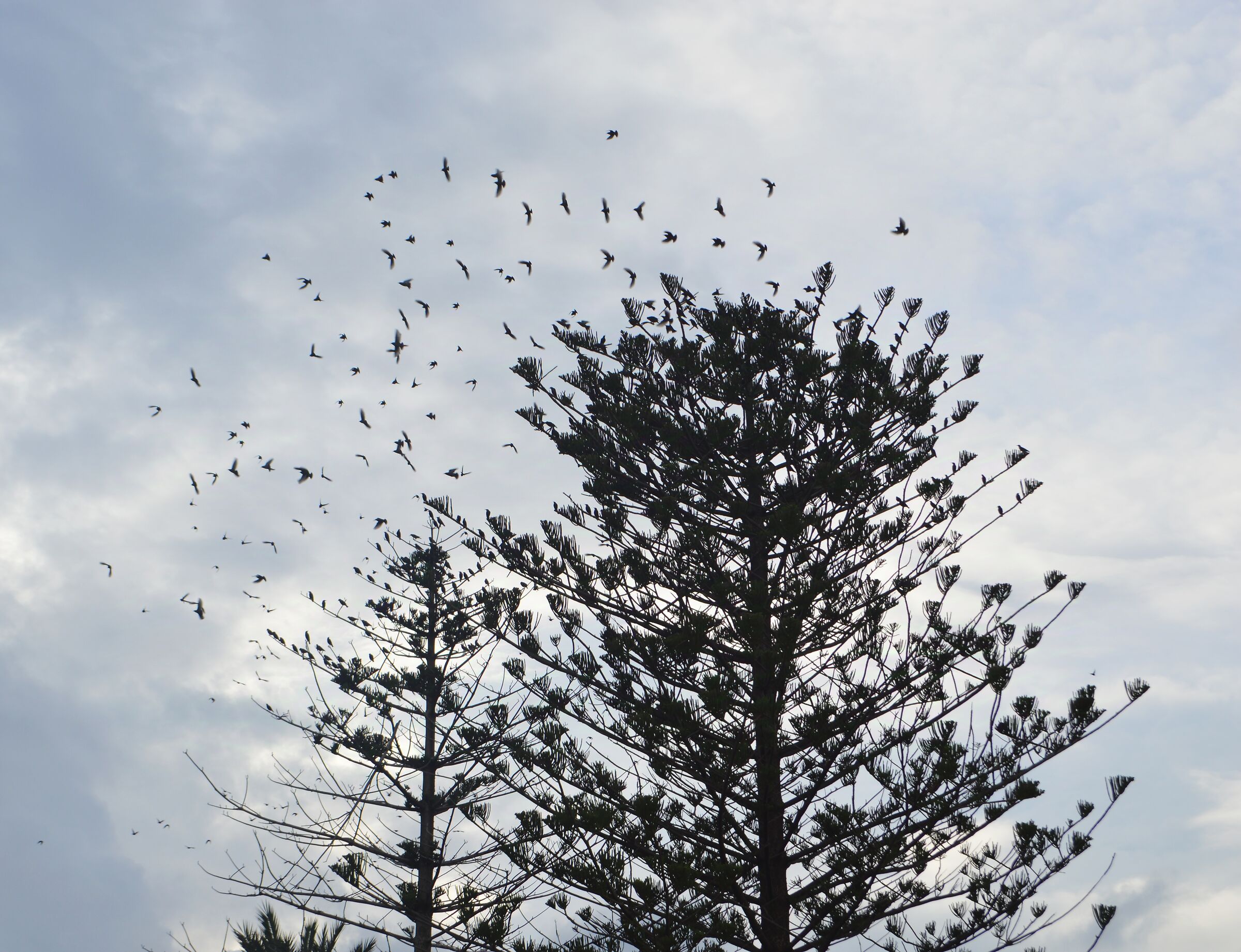 When a tree serves as a basis for migration!