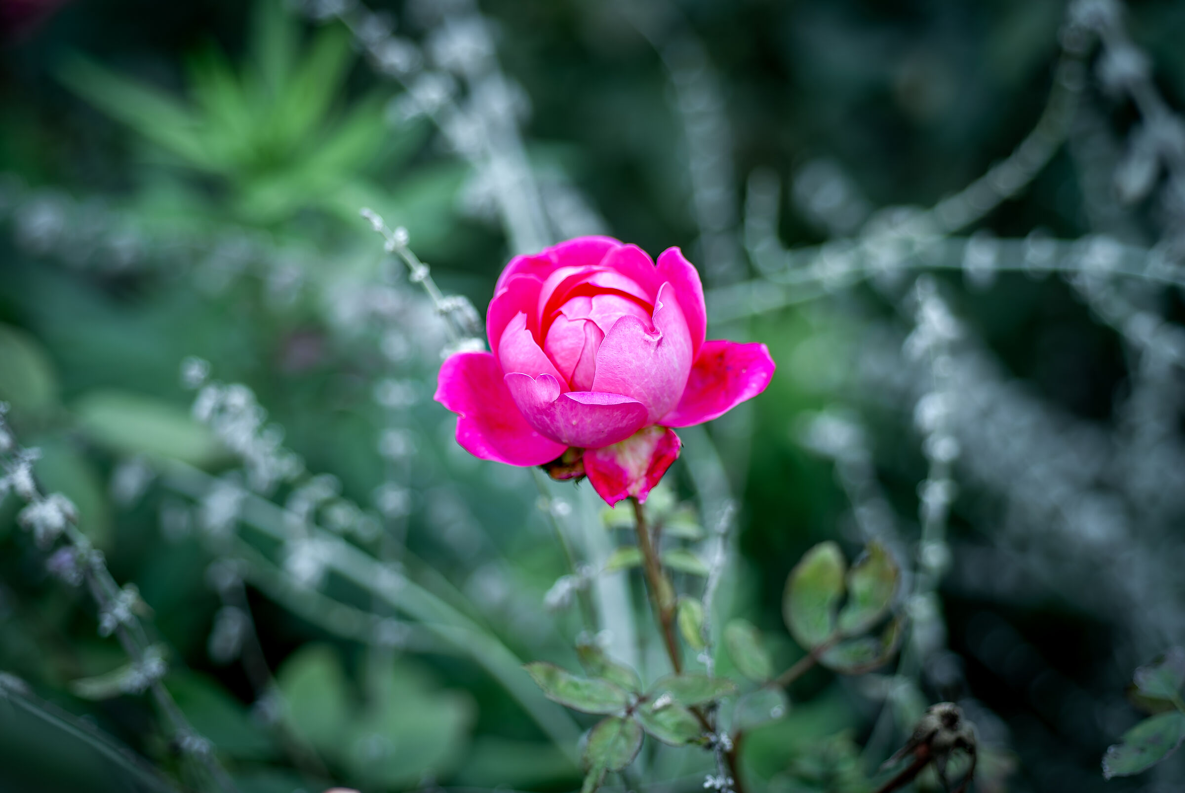 November Rose