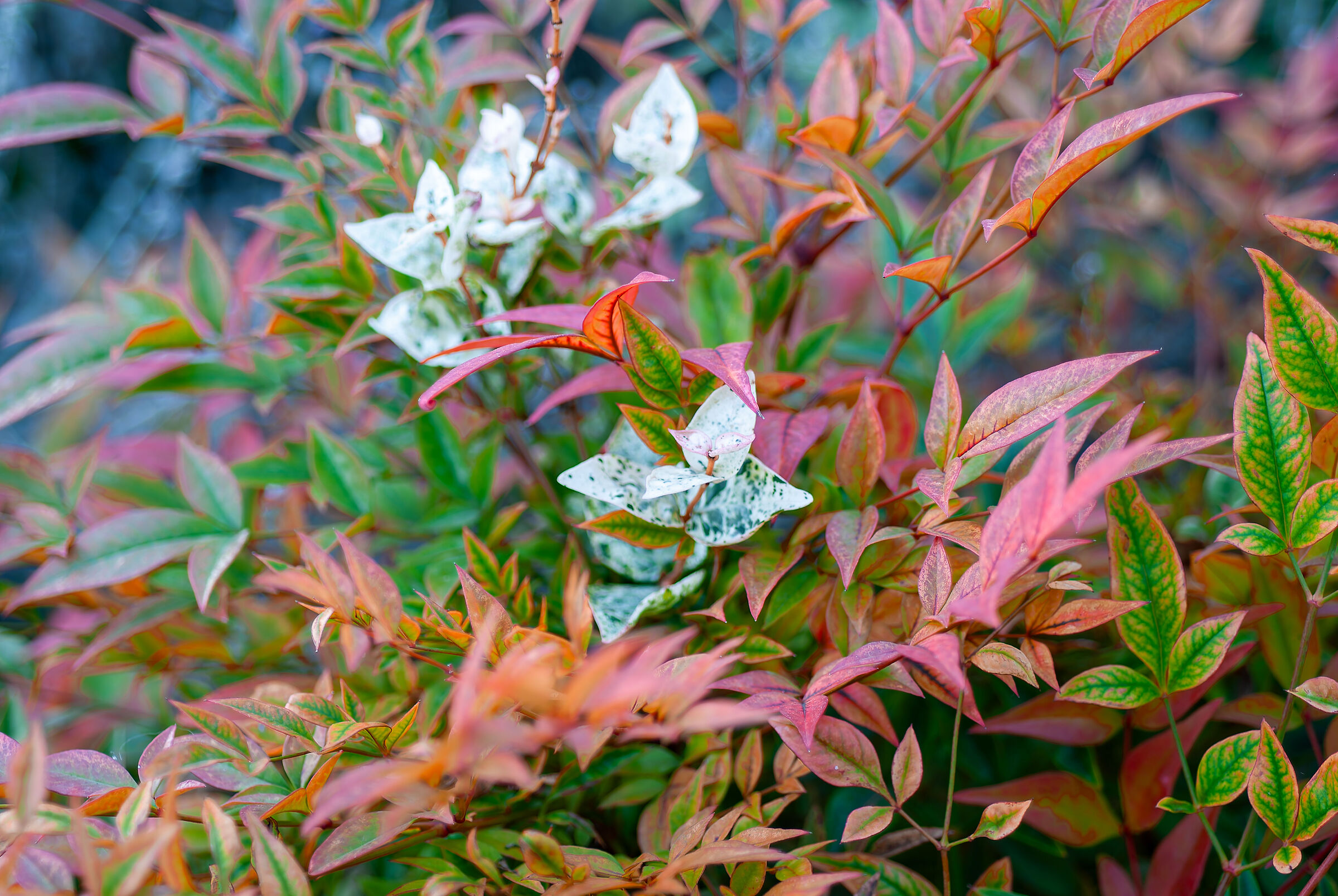 Autumn Colour Festival
