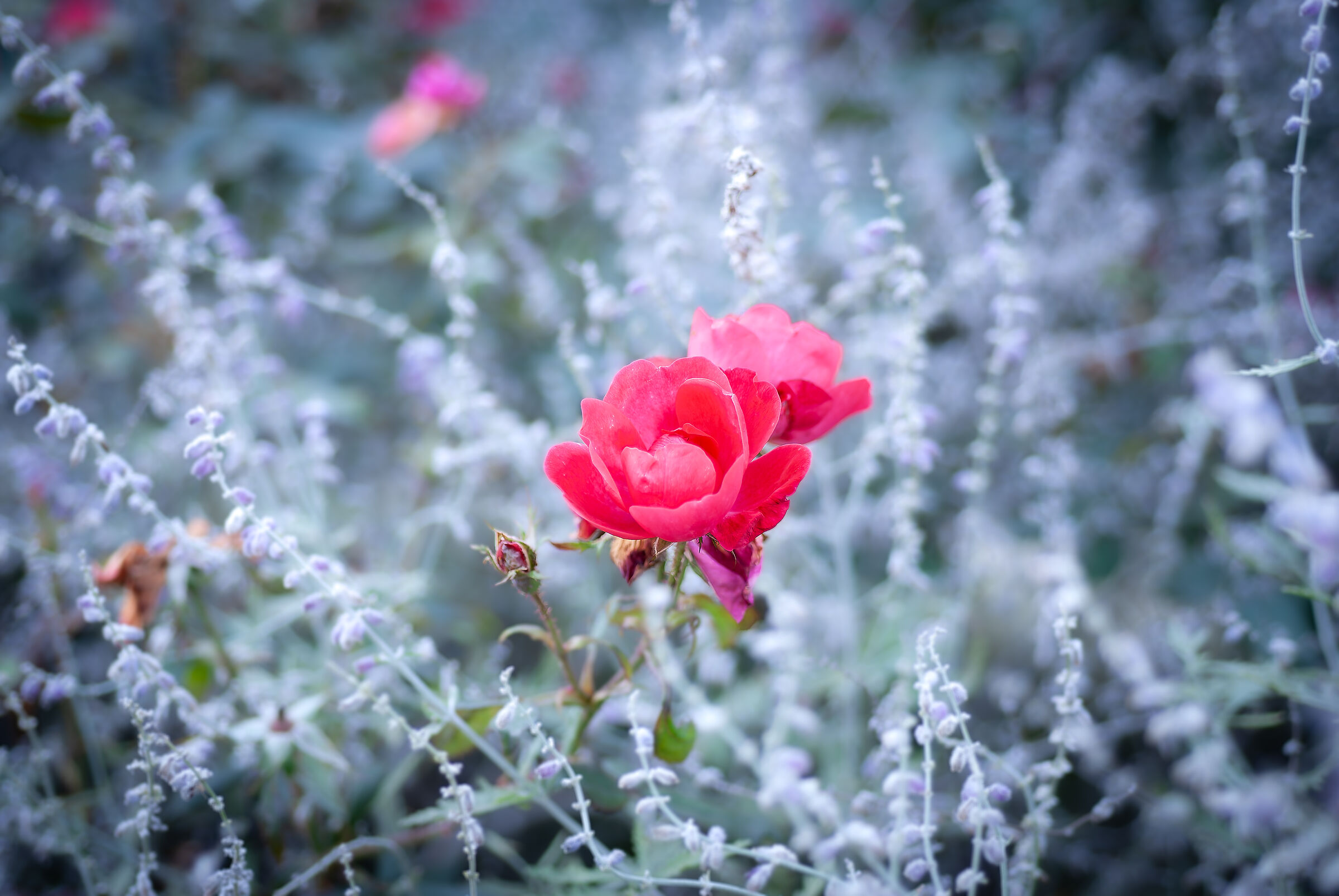 Una macchia di rosso tra la salvia russa