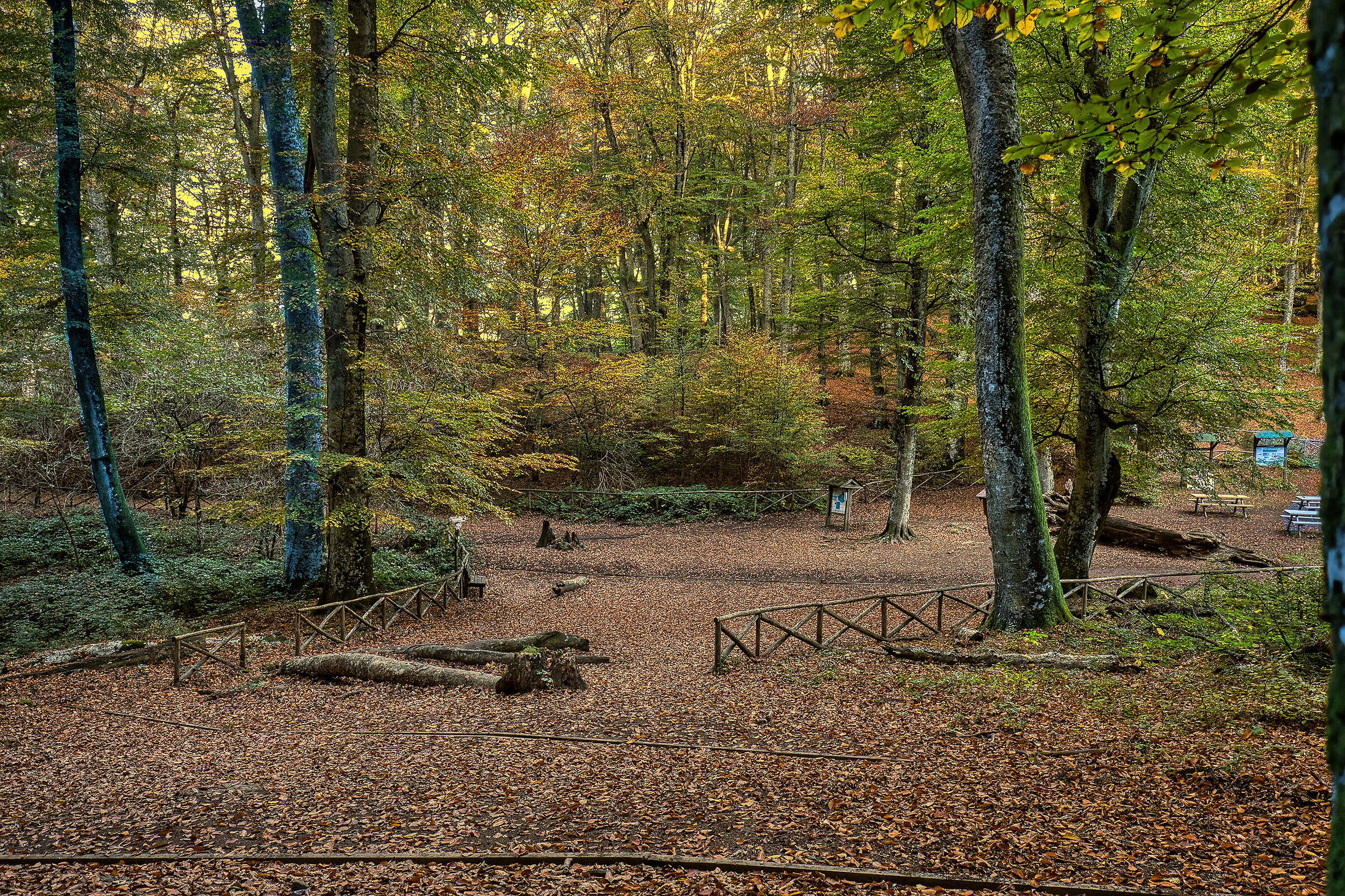 Beech forest of Soriano del Cimino