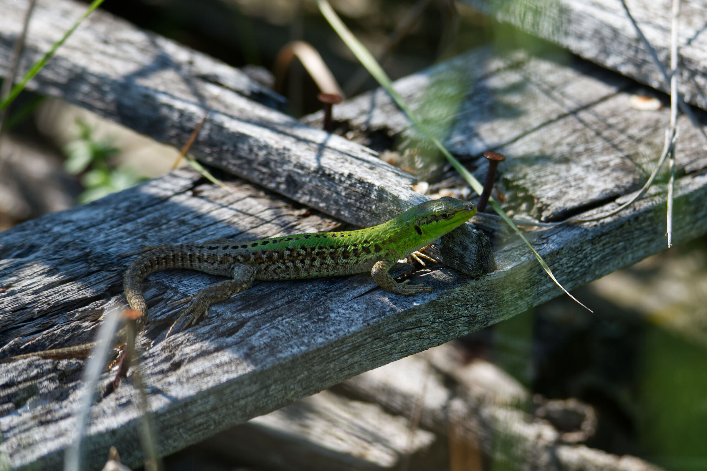 Tra ruggine e legno marcio