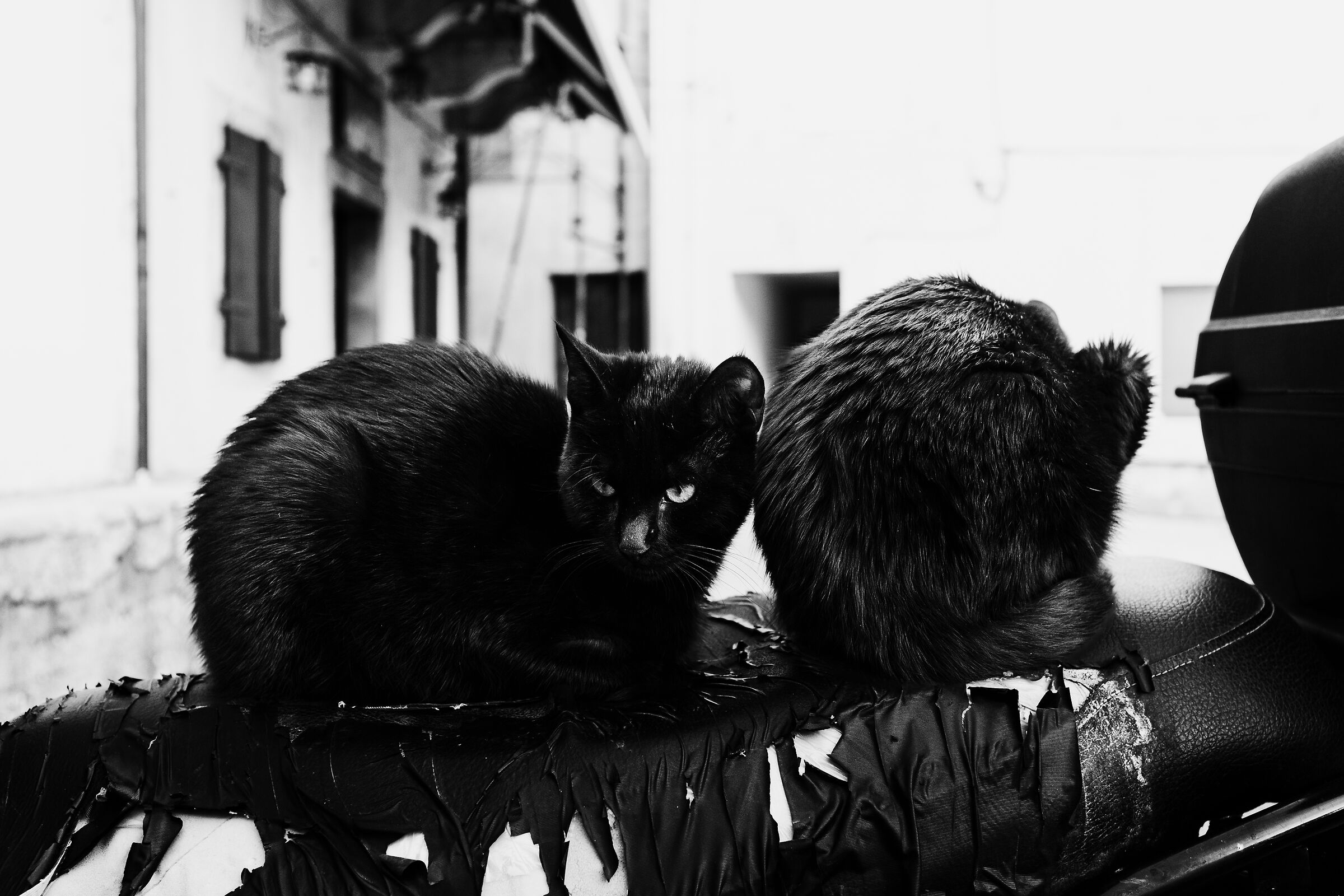Cats