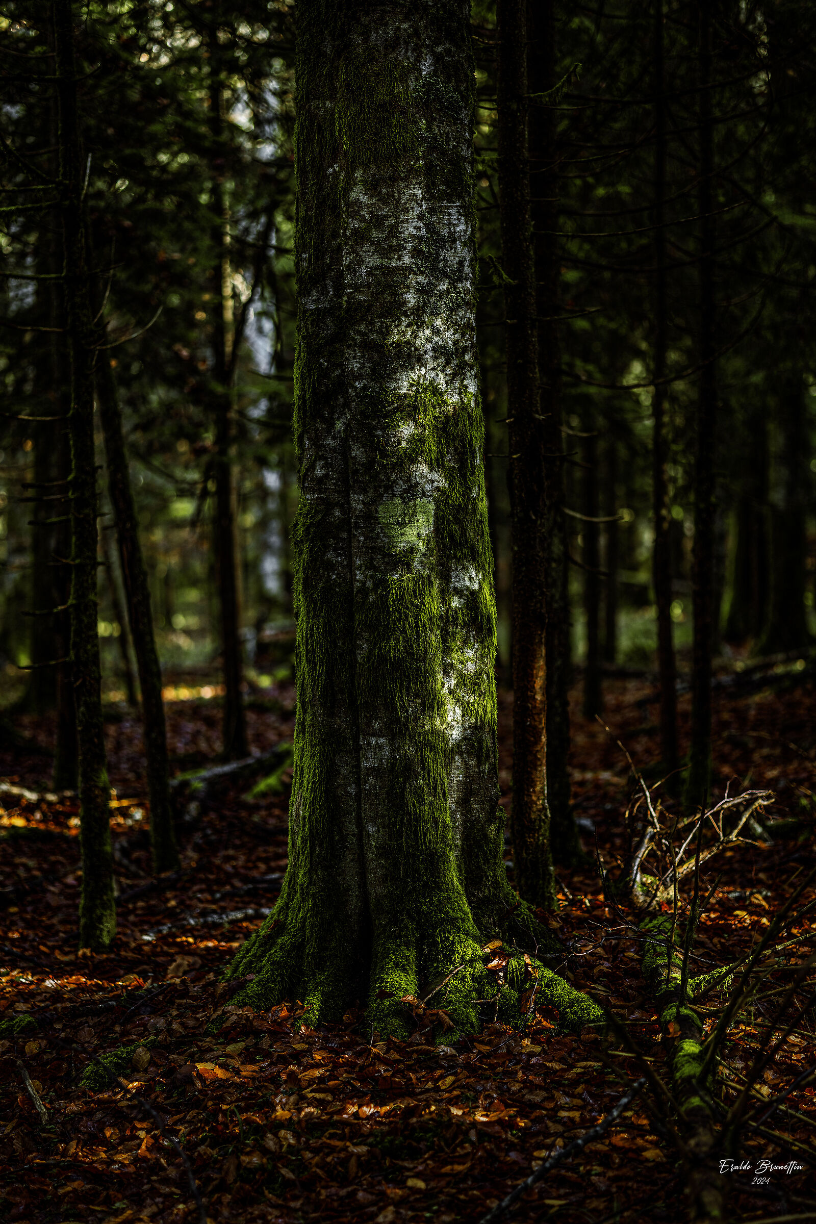 Foresta del Cansiglio (BL)