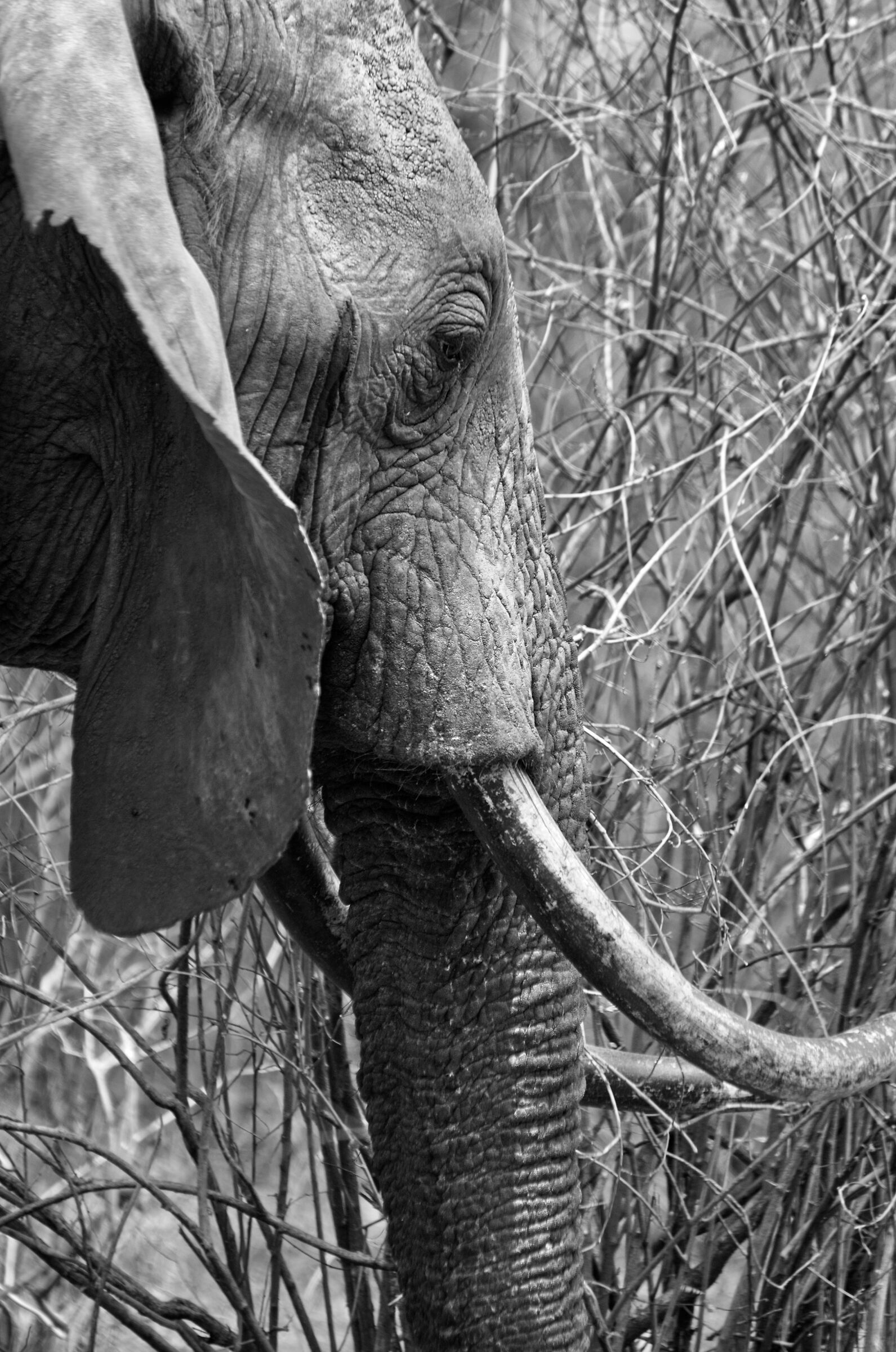 Elephant BW