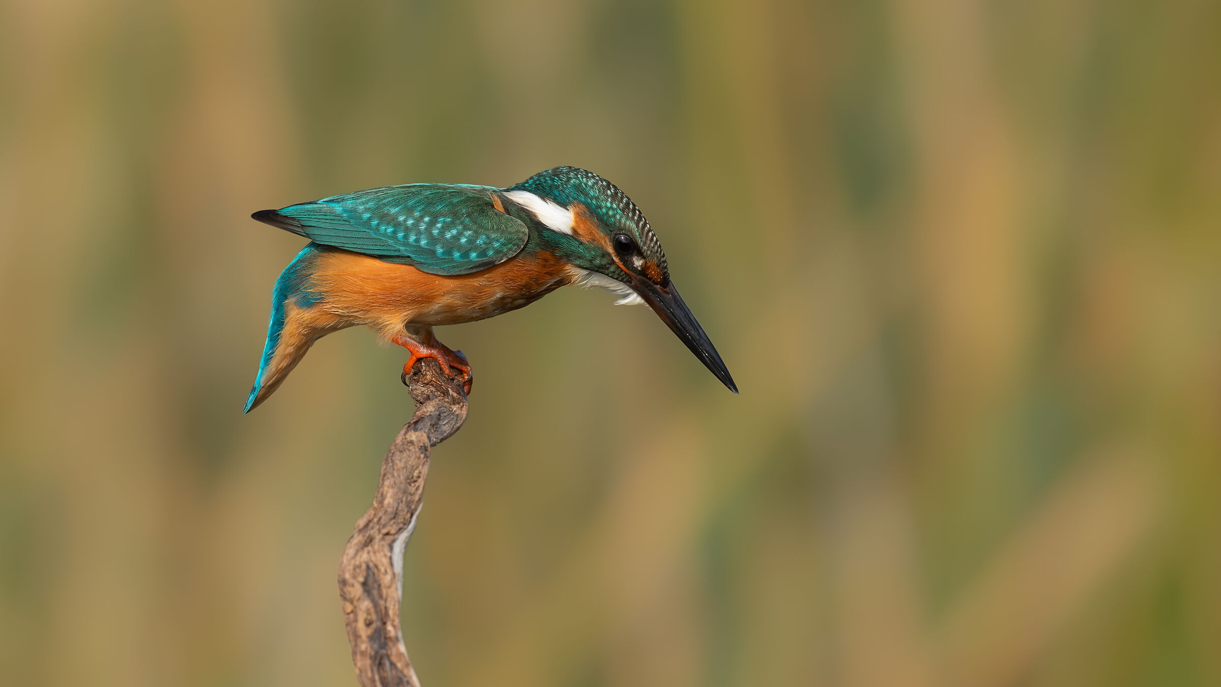 Common Kingfisher / Alcedo atthis