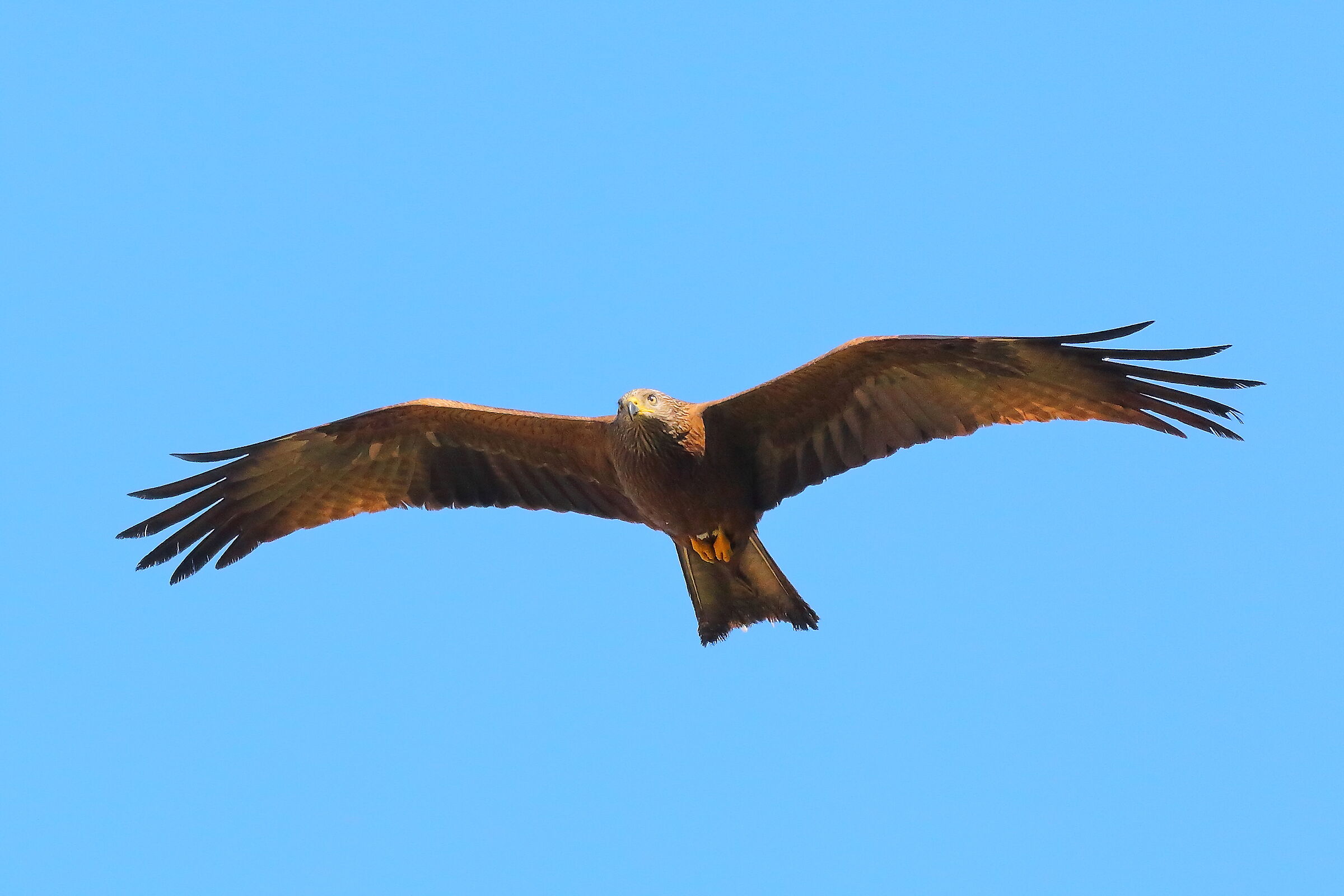 Nibbio bruno 09 maggio 2024 - 8843