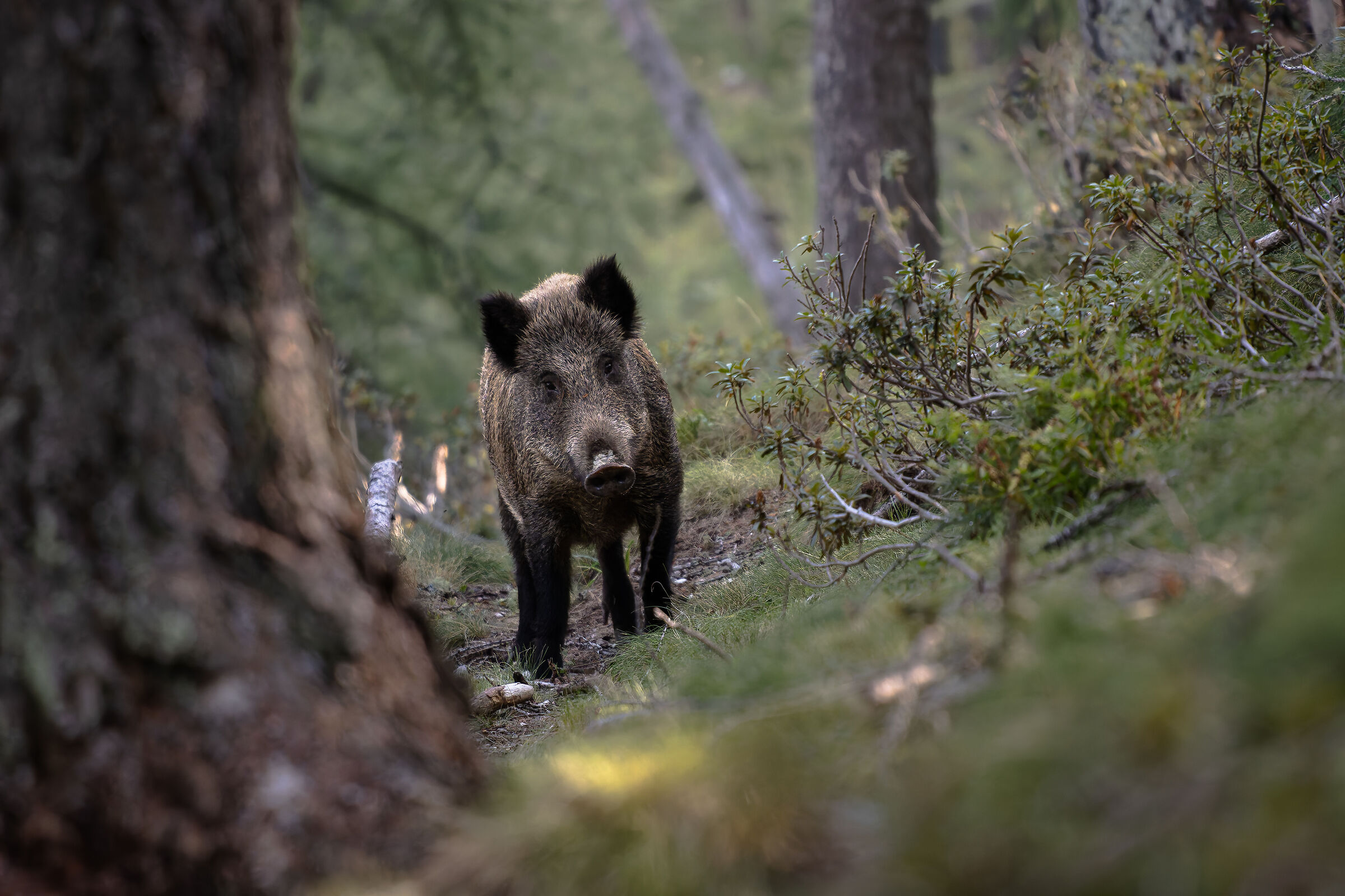 Wild boar on the path