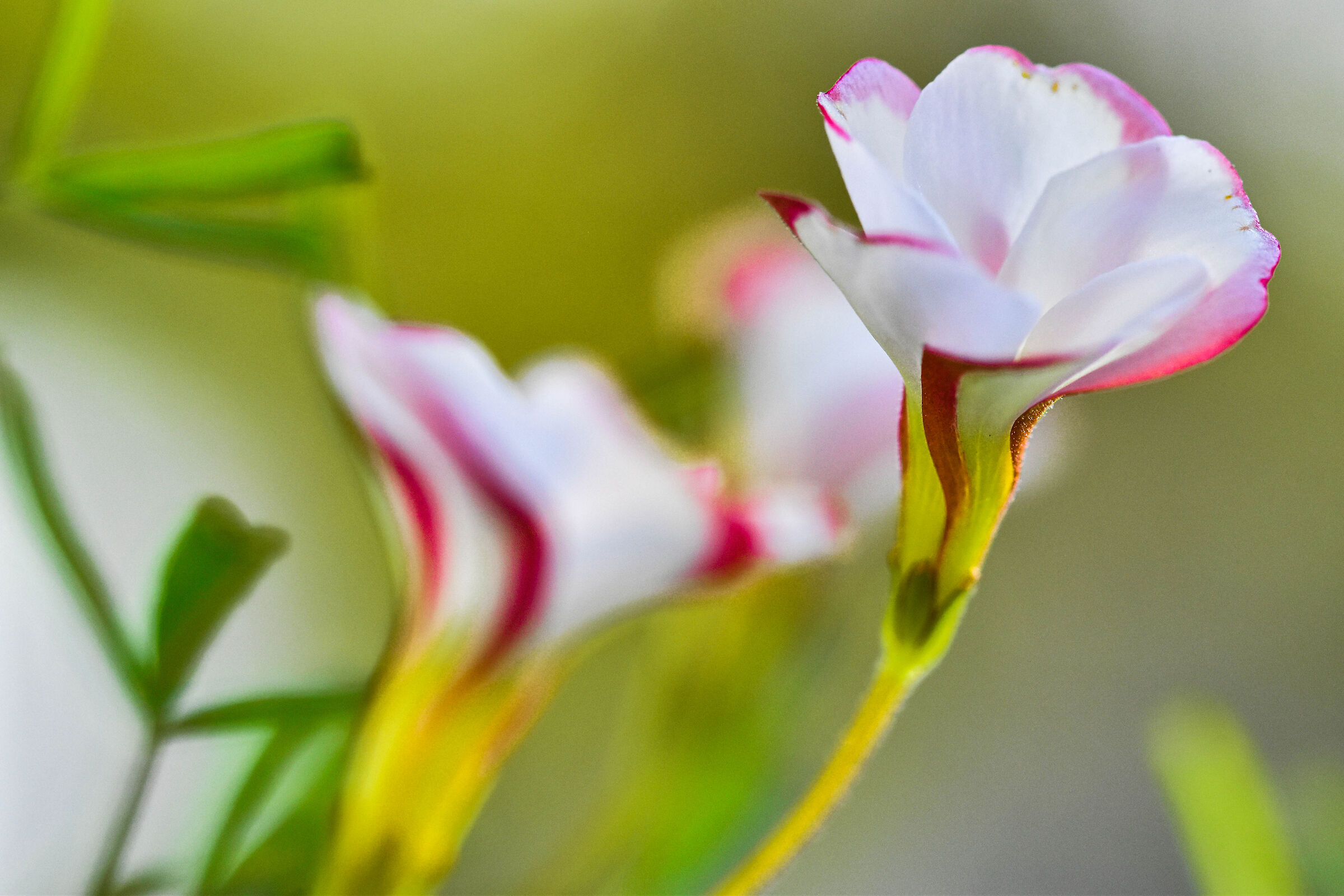 Oxalis versicolor