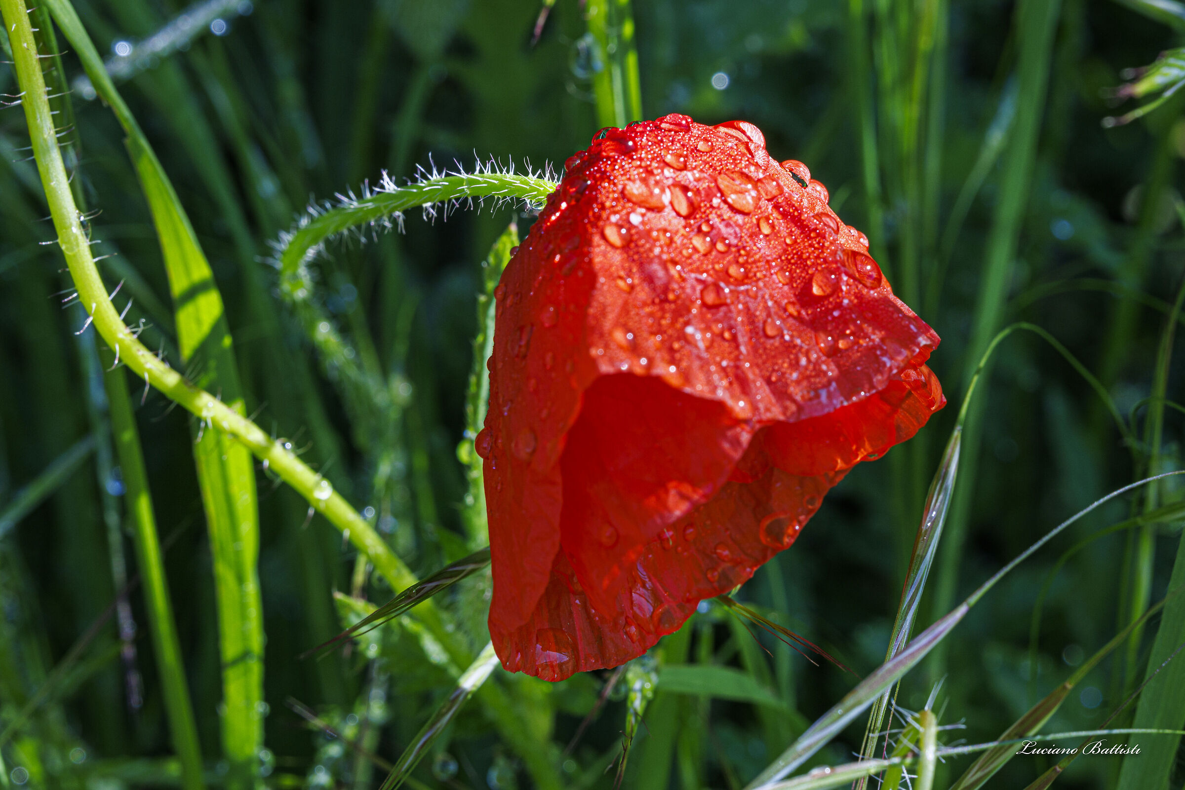 Poppy red