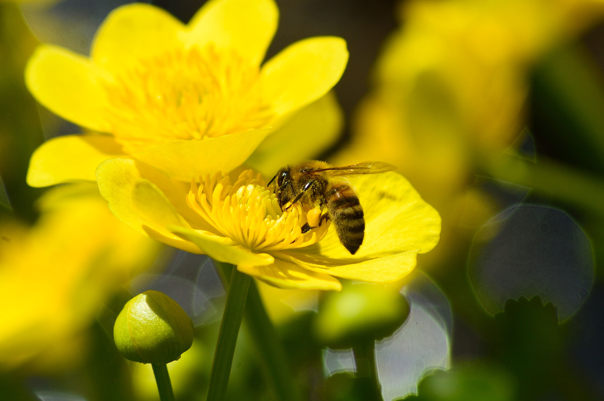 Busy Bee