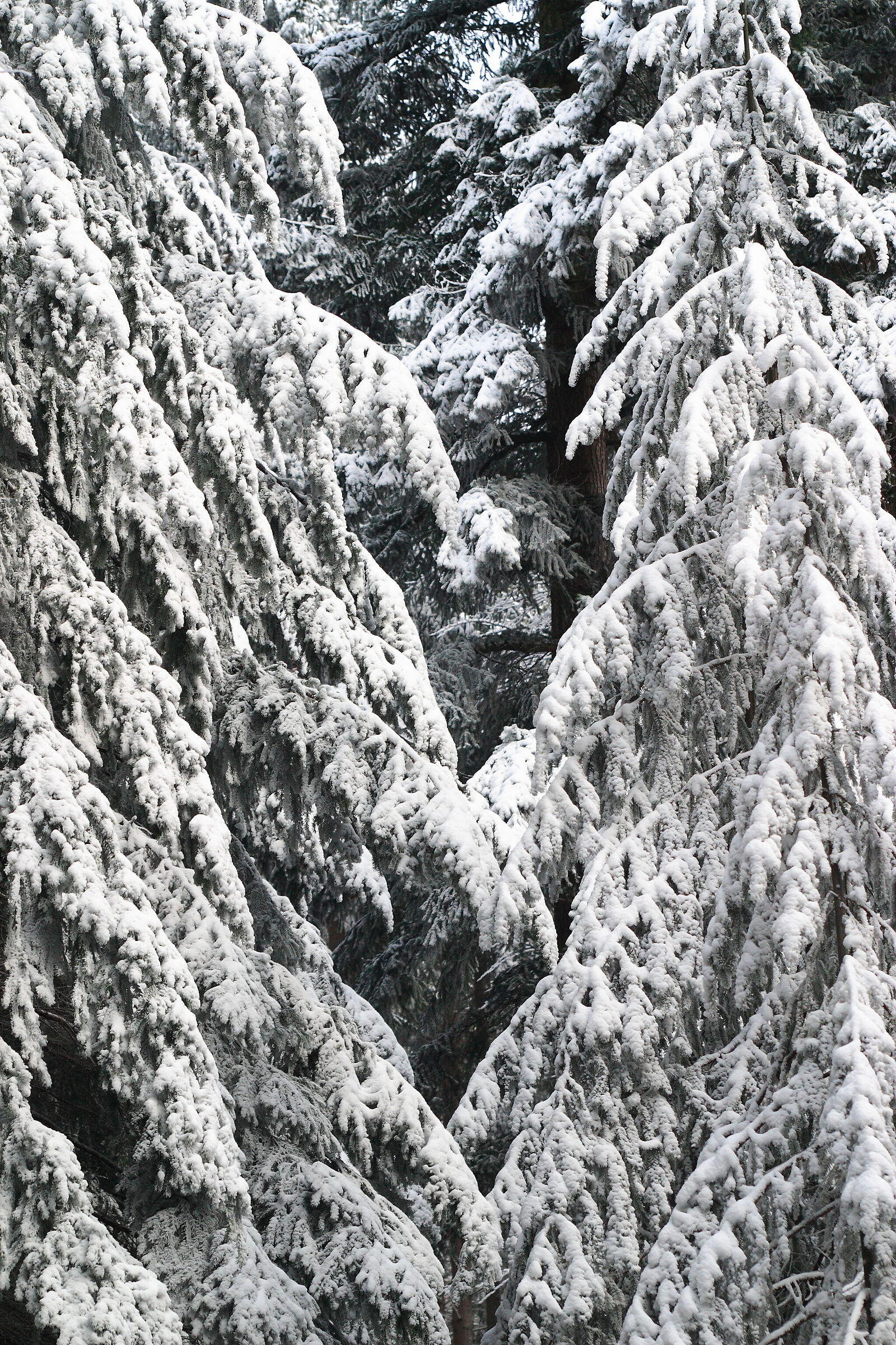 Fresh Snow