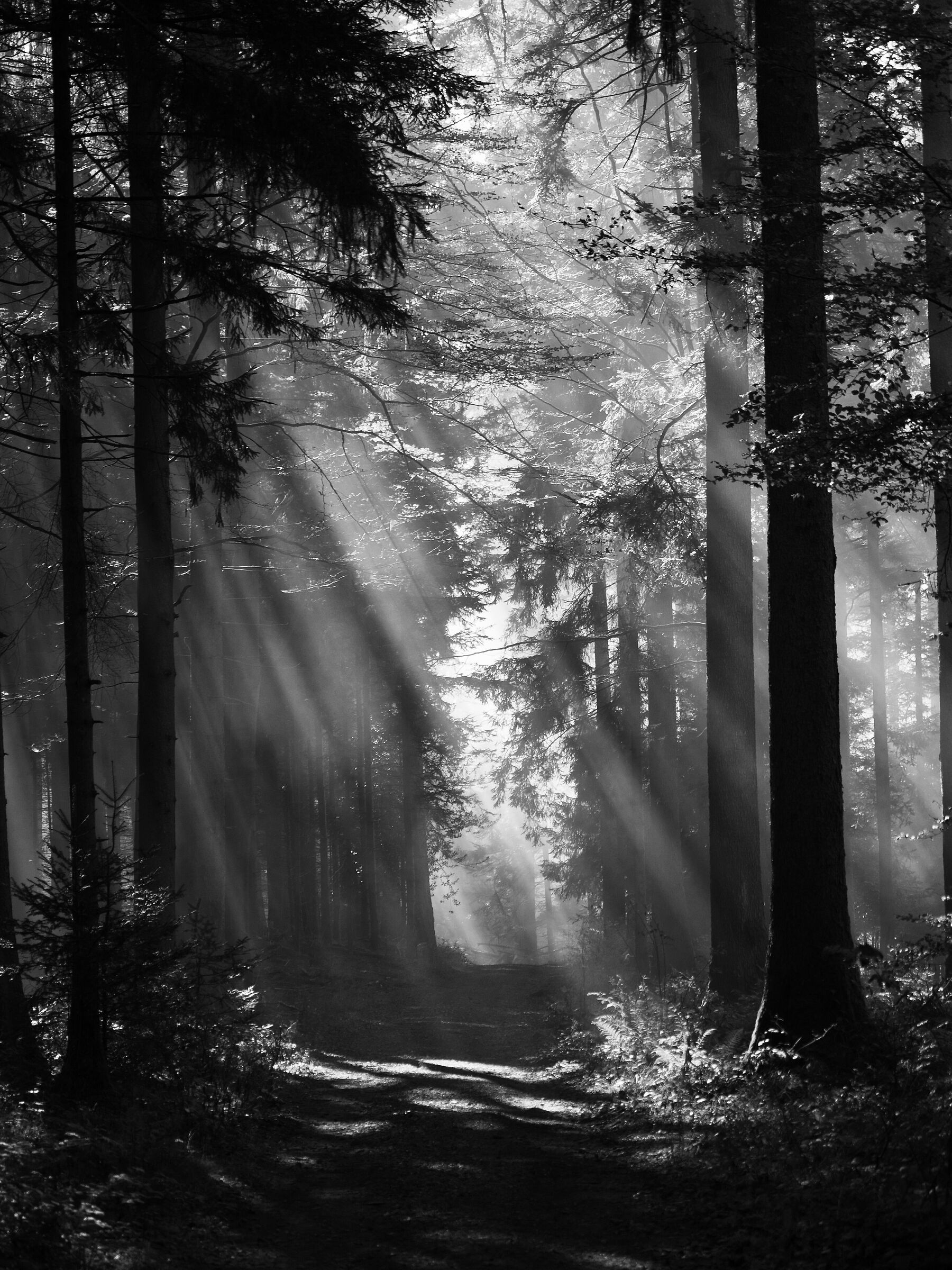 Sunrays