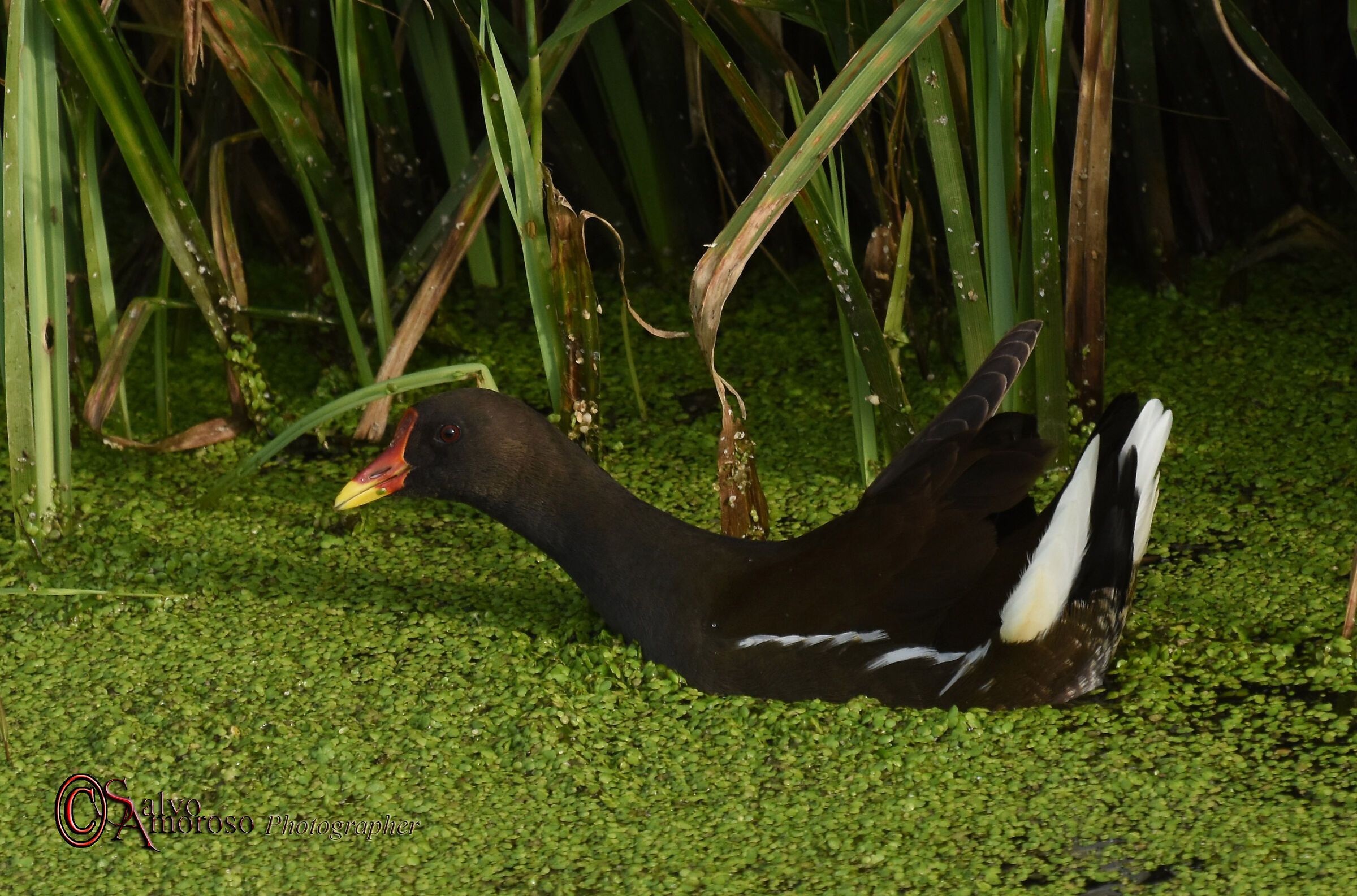 Gallinella