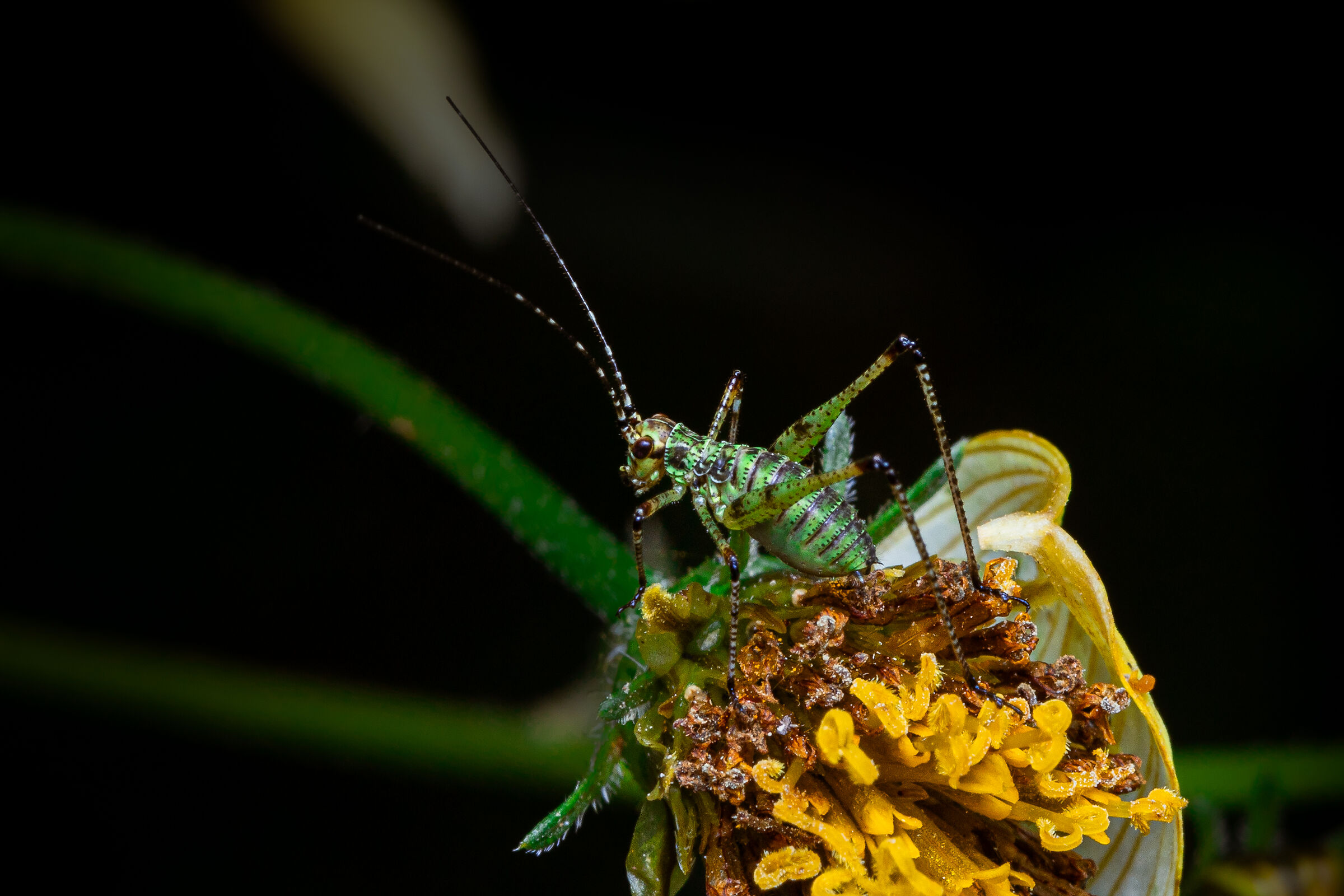 Phaneroptera nana (neanide)