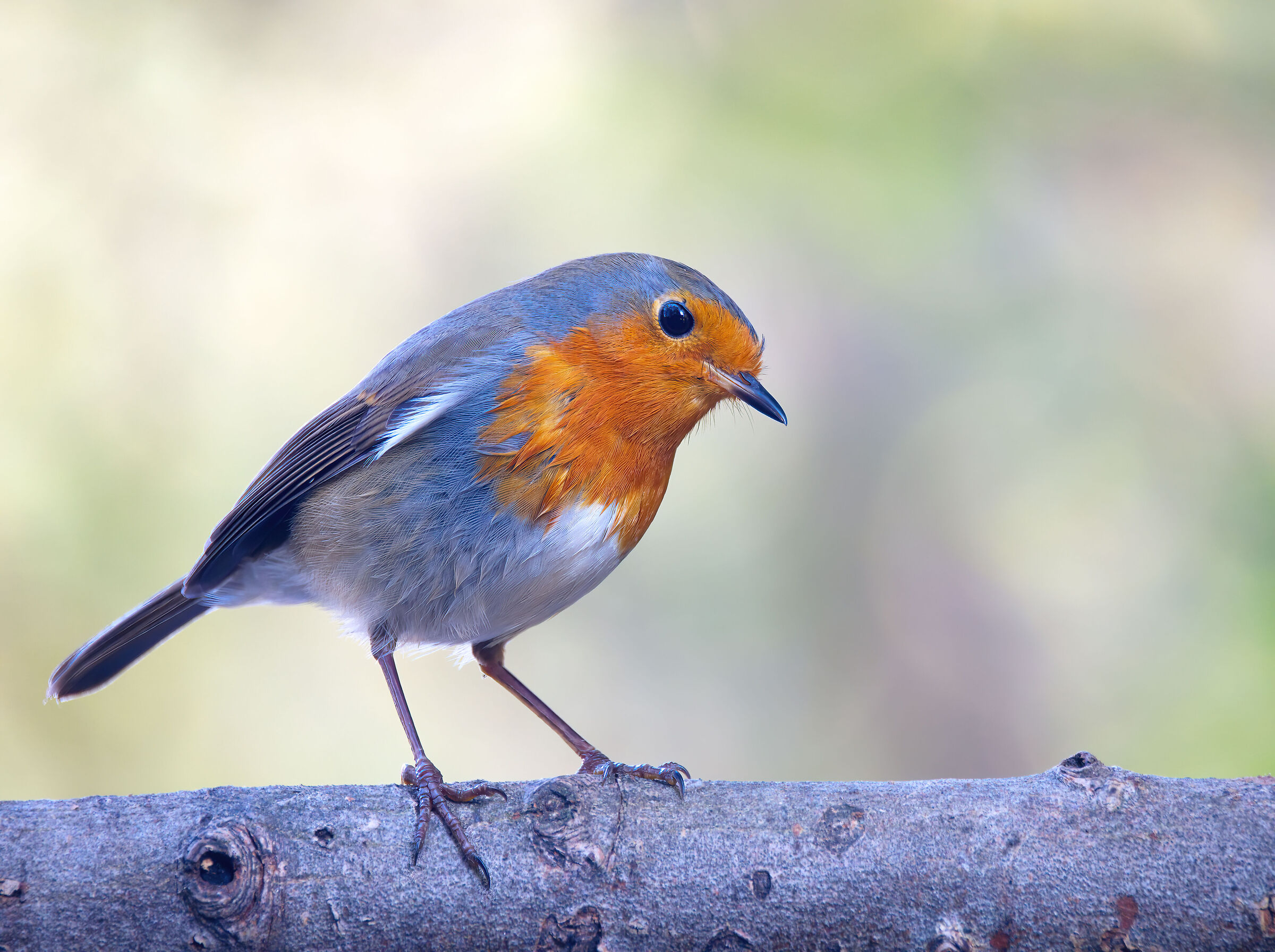 Robin (looking for the detail of the oly 100-400)