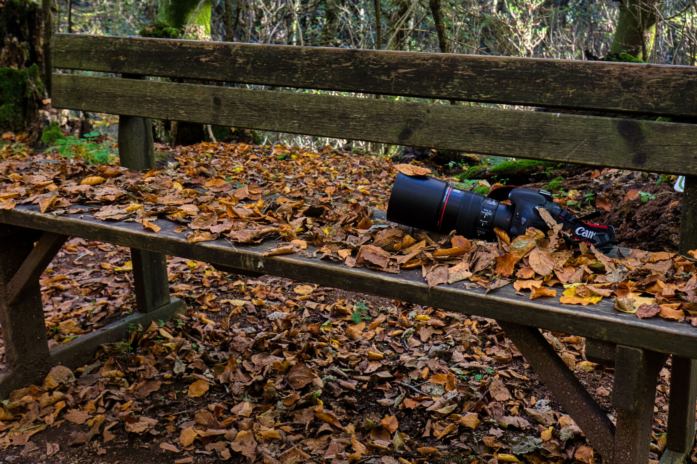 Reflex among the leaves... not abandoned.