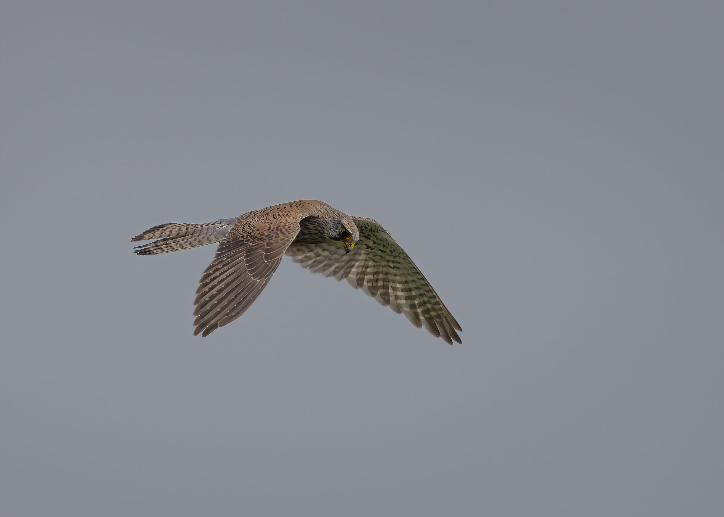 Gheppio in volo