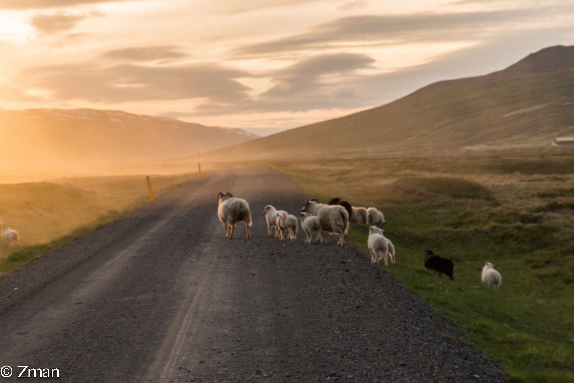 Sheep Crossing the Dirt Road