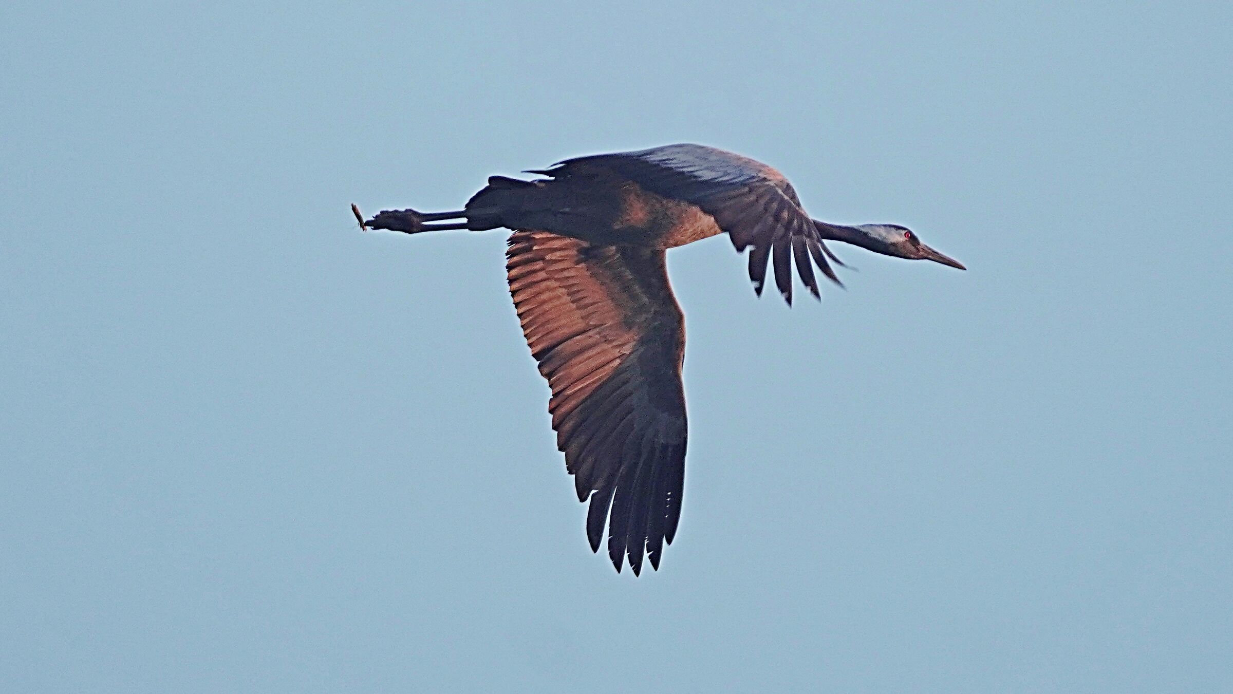 Grey crane