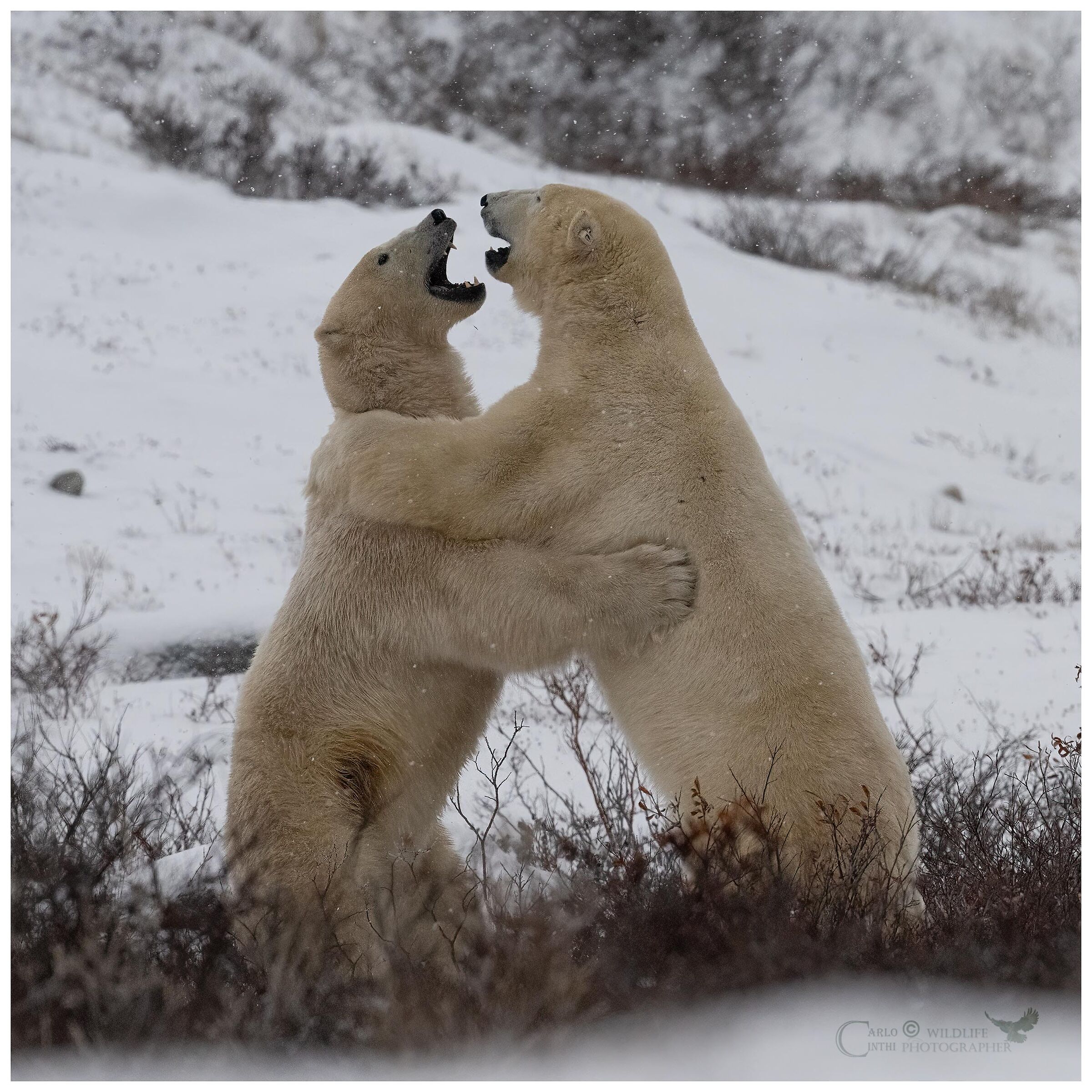 orso polare