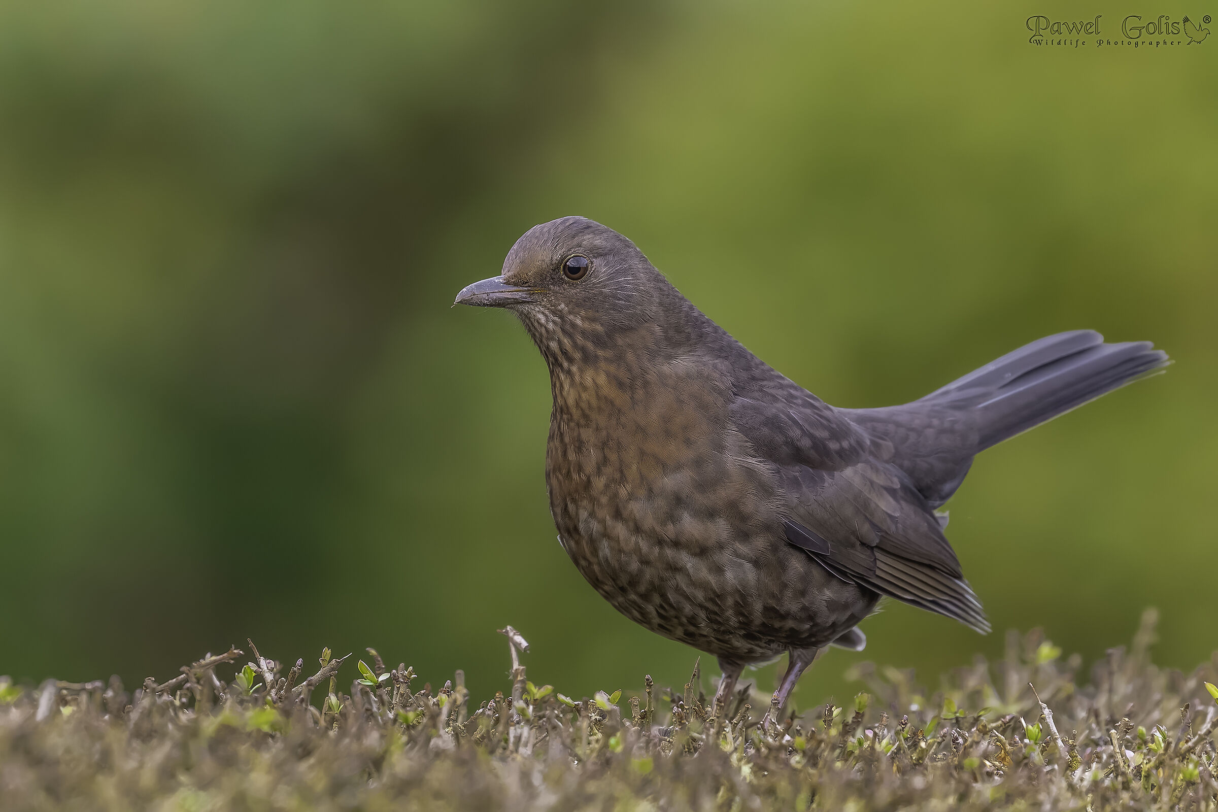 Merlo comune (Turdus merula)