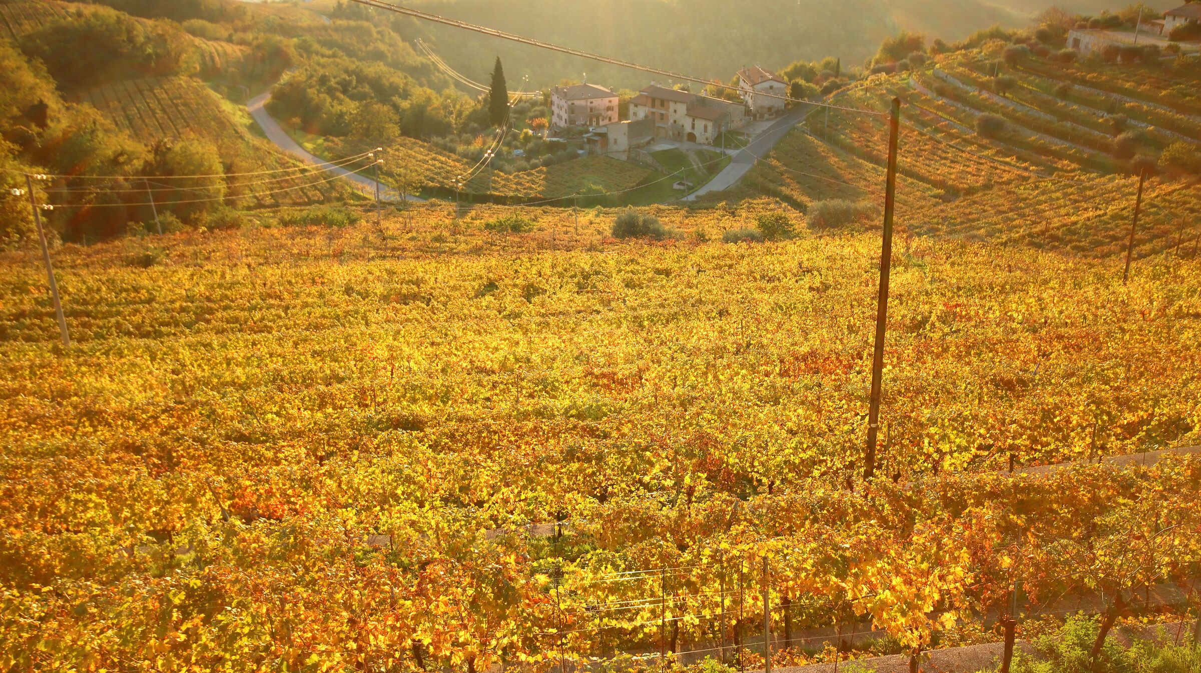 Golden vines at sunset