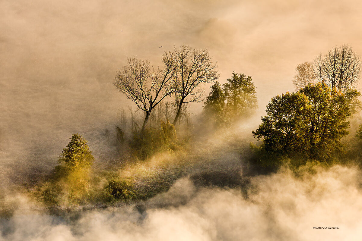 The warm sunlight in the fog.