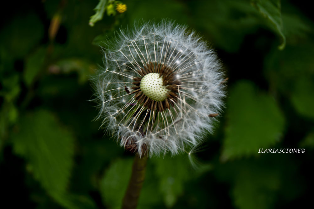 Il vento soffia dove vuole