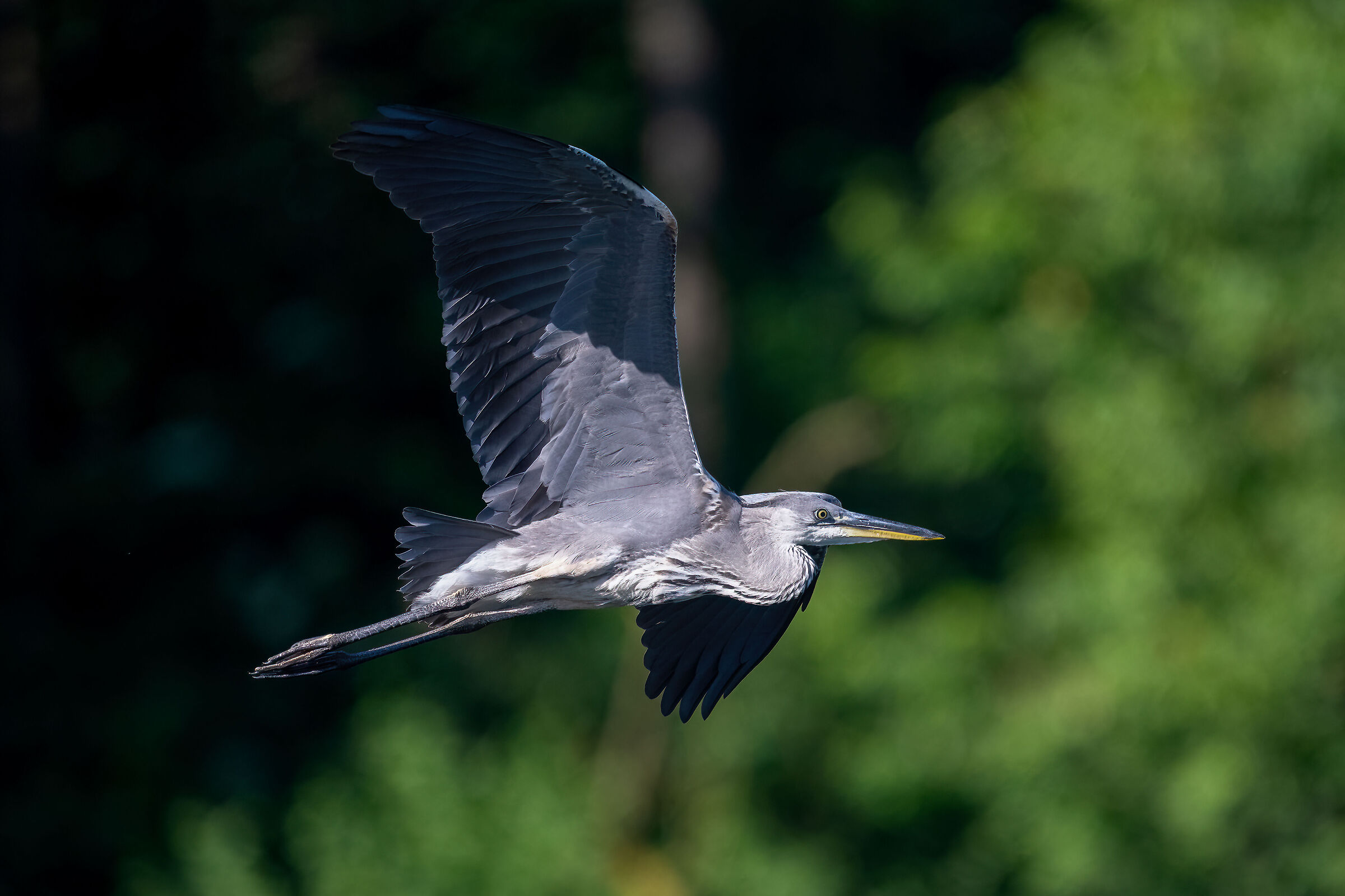 Grey heron