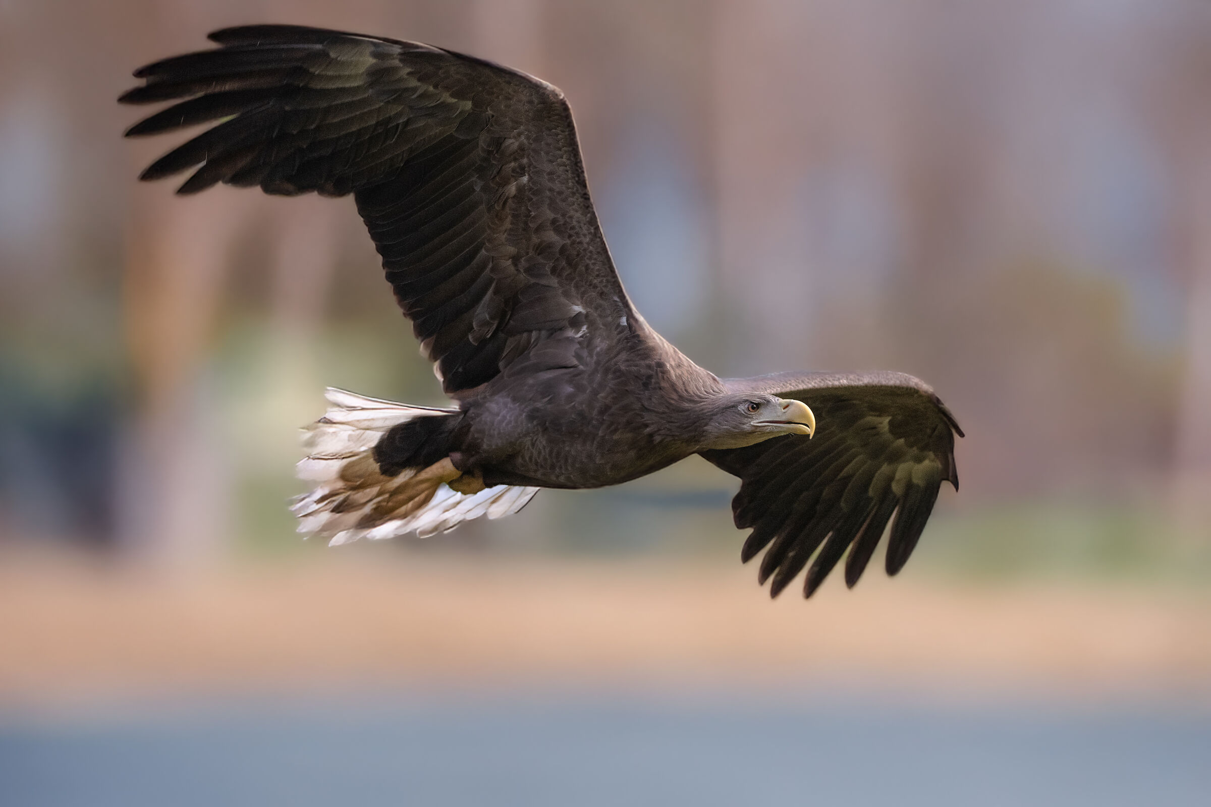 Aquila di mare coda bianca