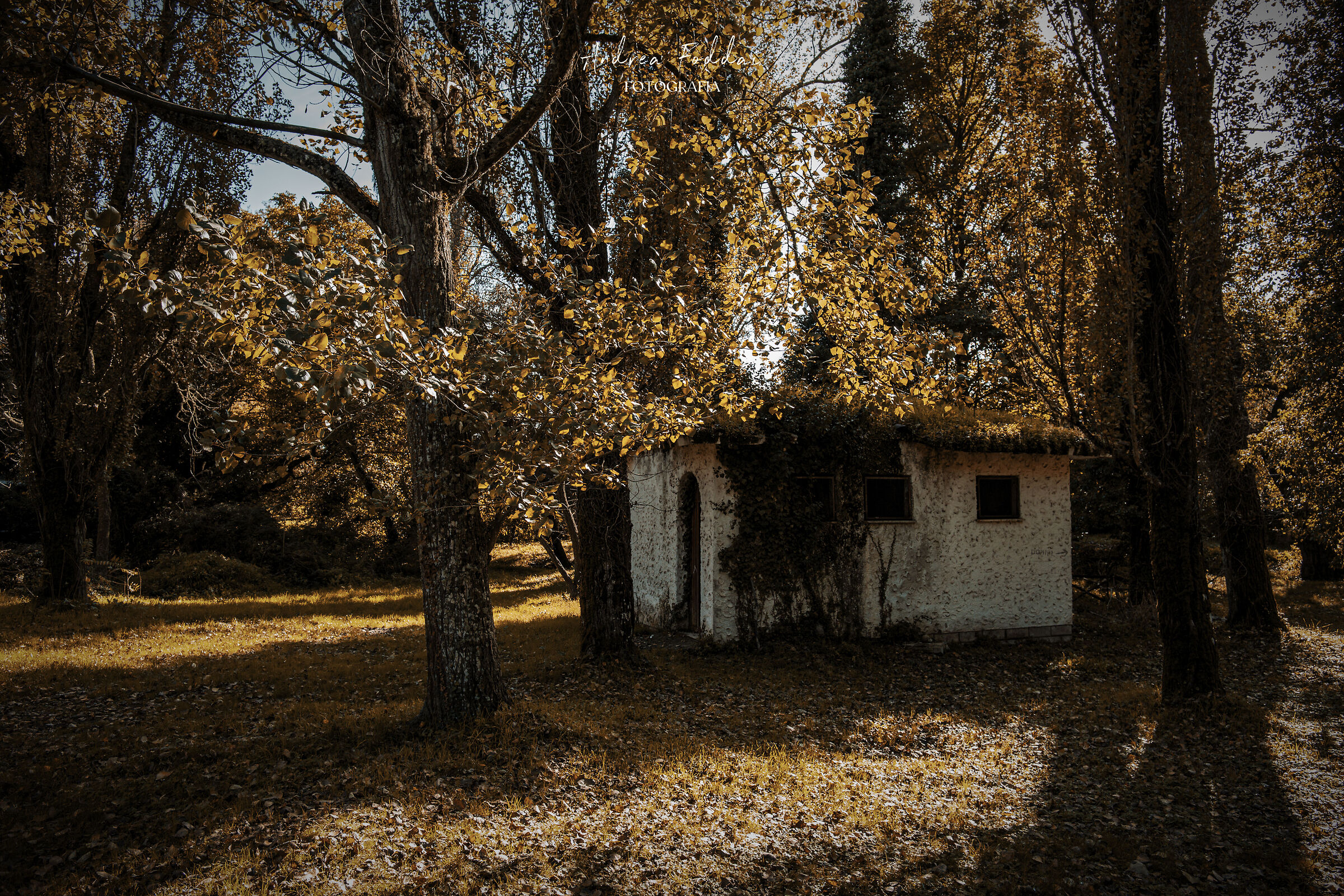 Foliage San Leonardo