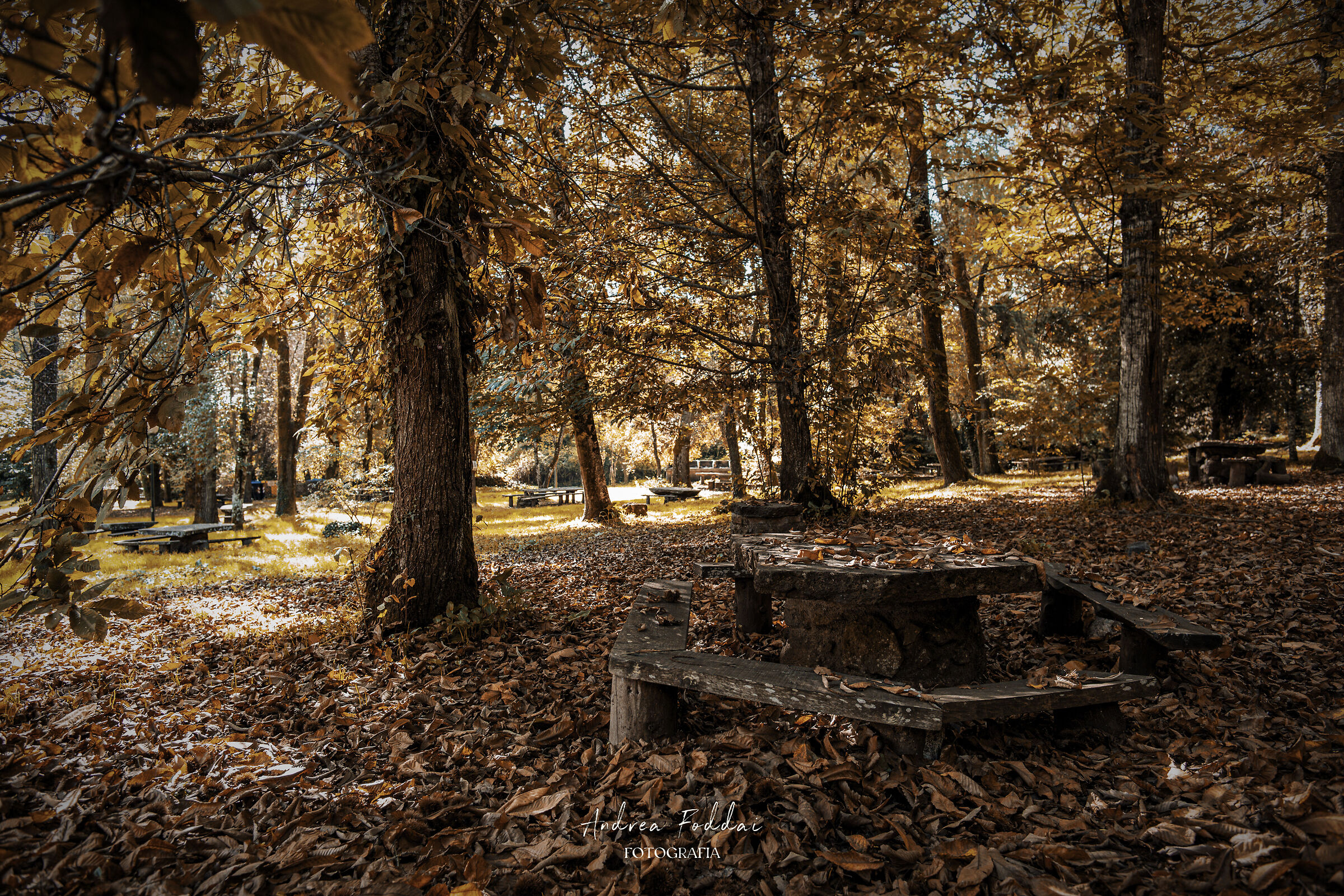 Foliage San Leonardo